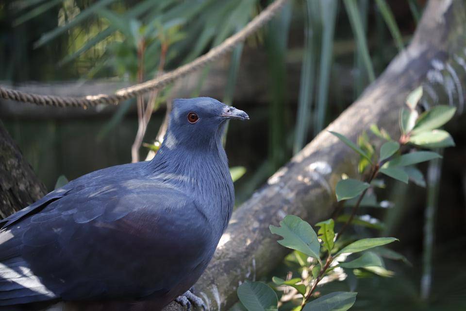 【飼育日誌】20210810：ノトゥの魅力 (3).jpg
