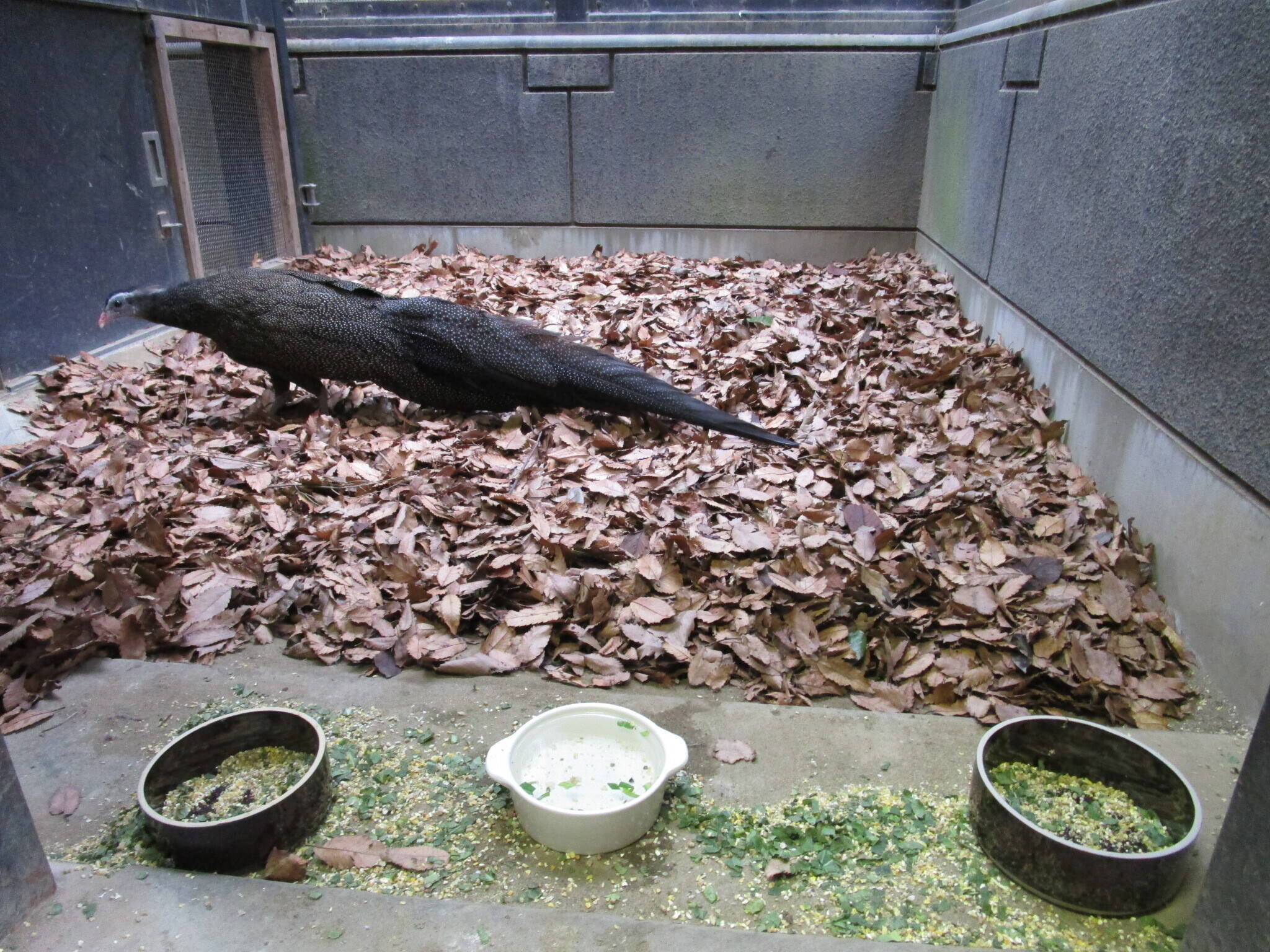 【飼育日誌】20191205：落ち葉⑤.jpg