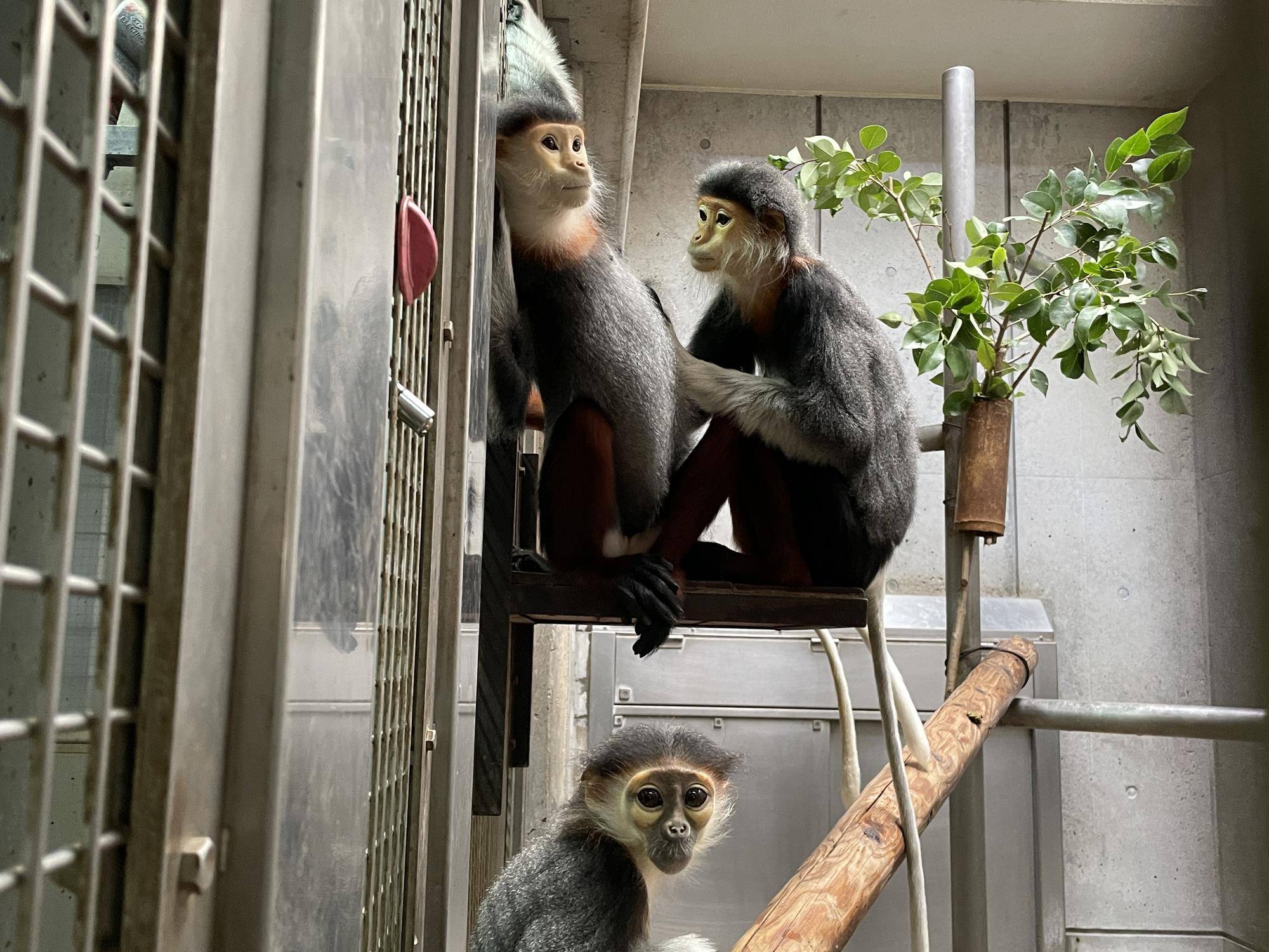 【飼育日誌】20220802：マニプクの思い出 (22).jpg