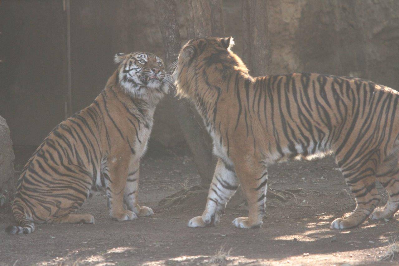 展示場で同居中のガンターとカリ。やや緊張感が漂っている。