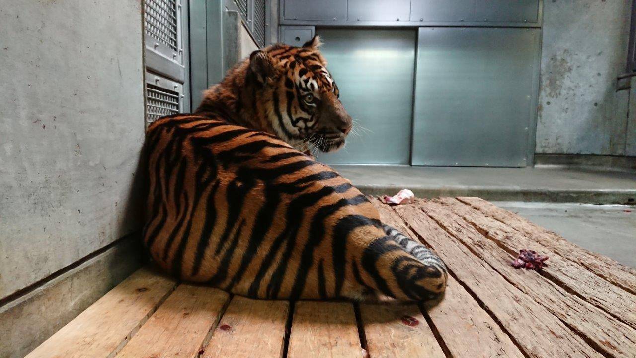 スノコ上で休むガンター①