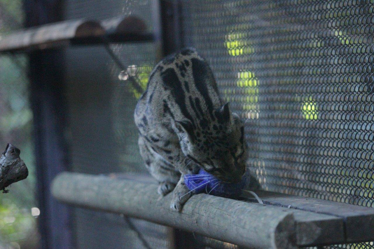 キャットウォークの上でジョリーボールを齧るブー