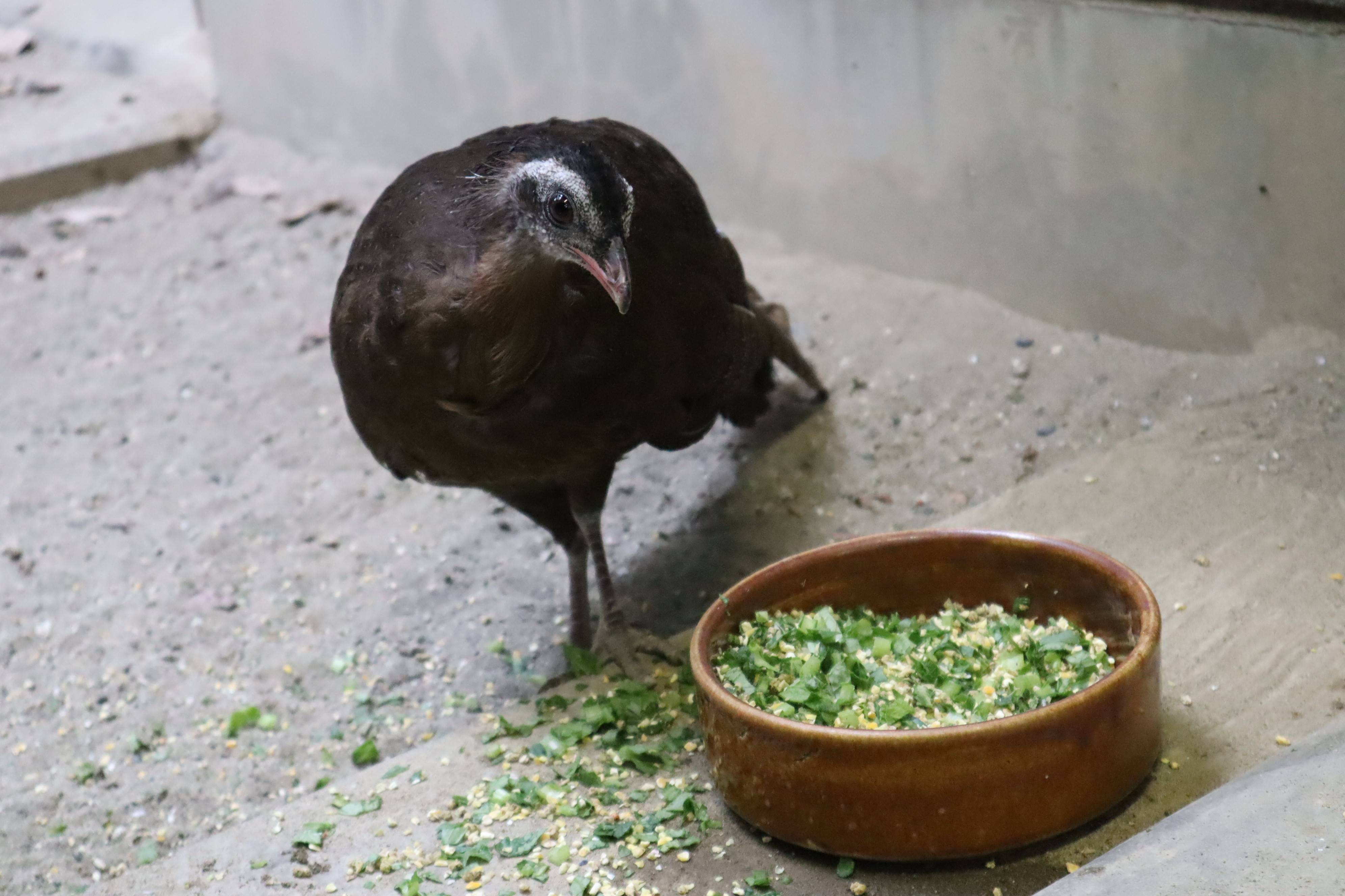 【飼育日誌】20210619:成長記13 (16).jpg