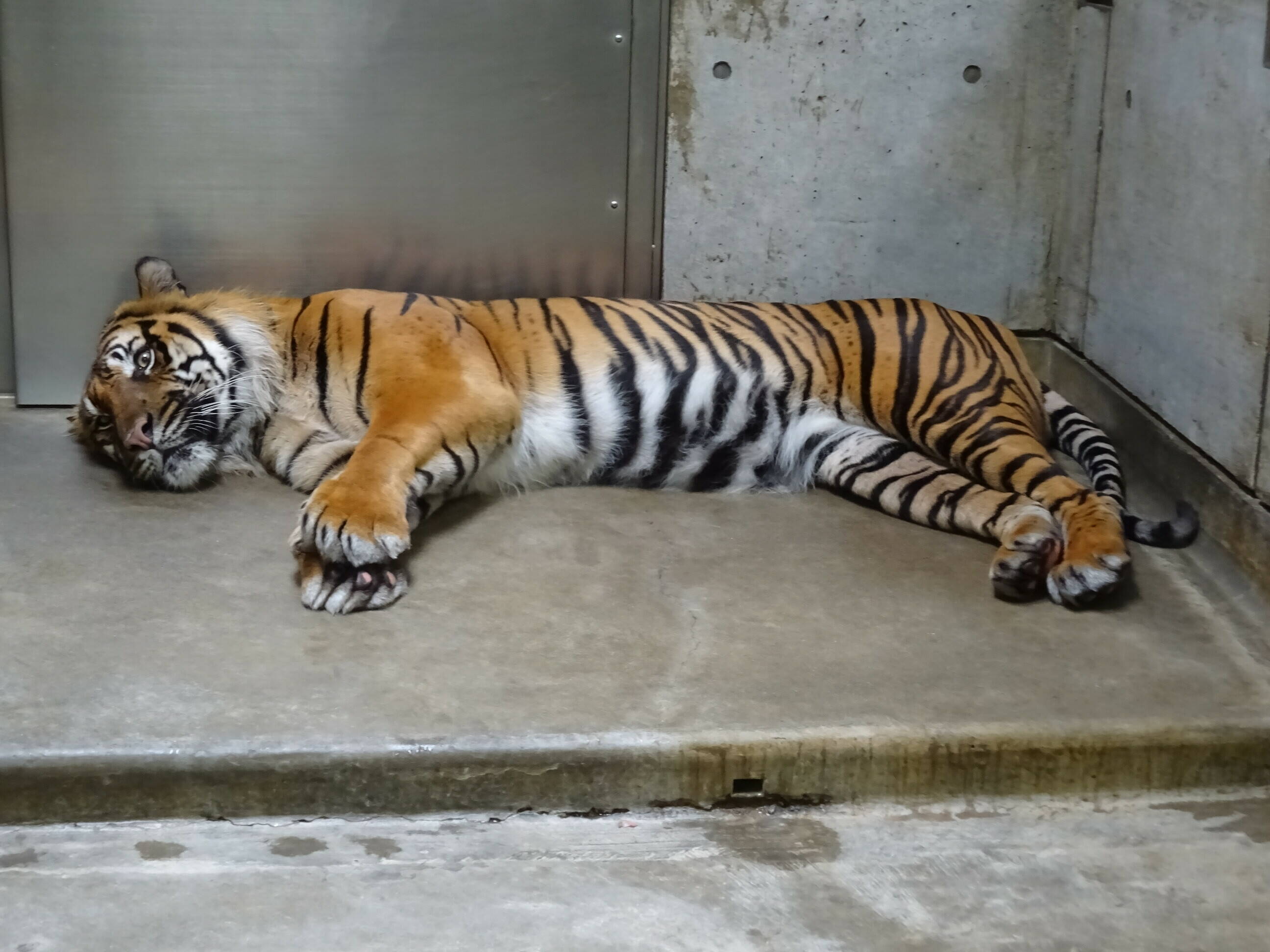 行儀のよい寝姿 すまとらとらブログ よこはま動物園ズーラシア公式サイト 公益財団法人 横浜市緑の協会 行儀のよい寝姿 すまとらとらブログ よこはま動物園ズーラシア公式サイト 公益財団法人 横浜市緑の協会