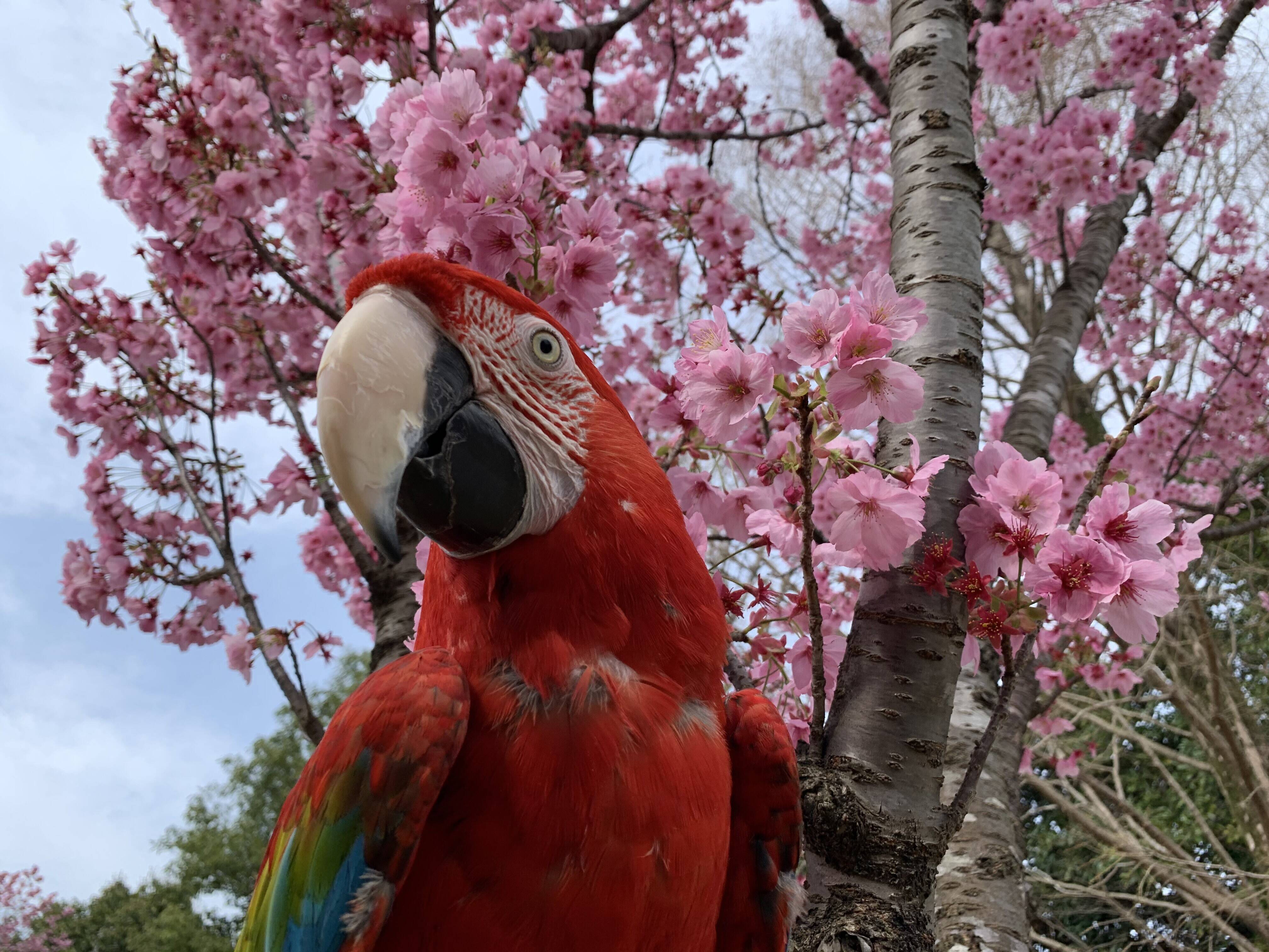 sakura.jpg