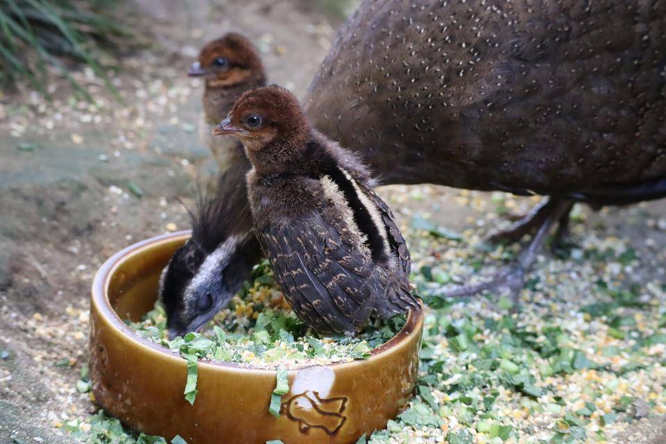 【飼育日誌】20201120:成長記7 (18).jpg