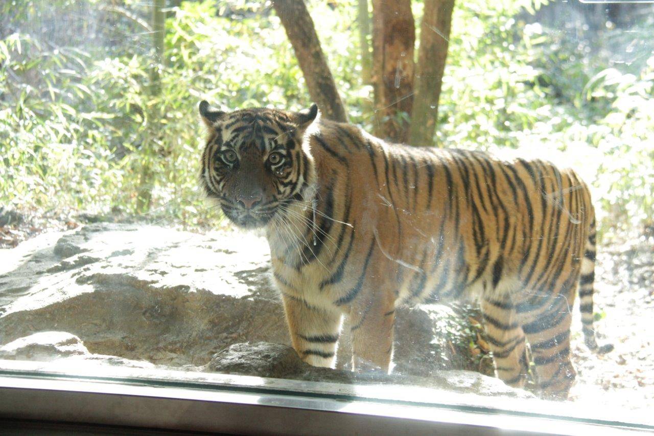 ガラス前のムジュ