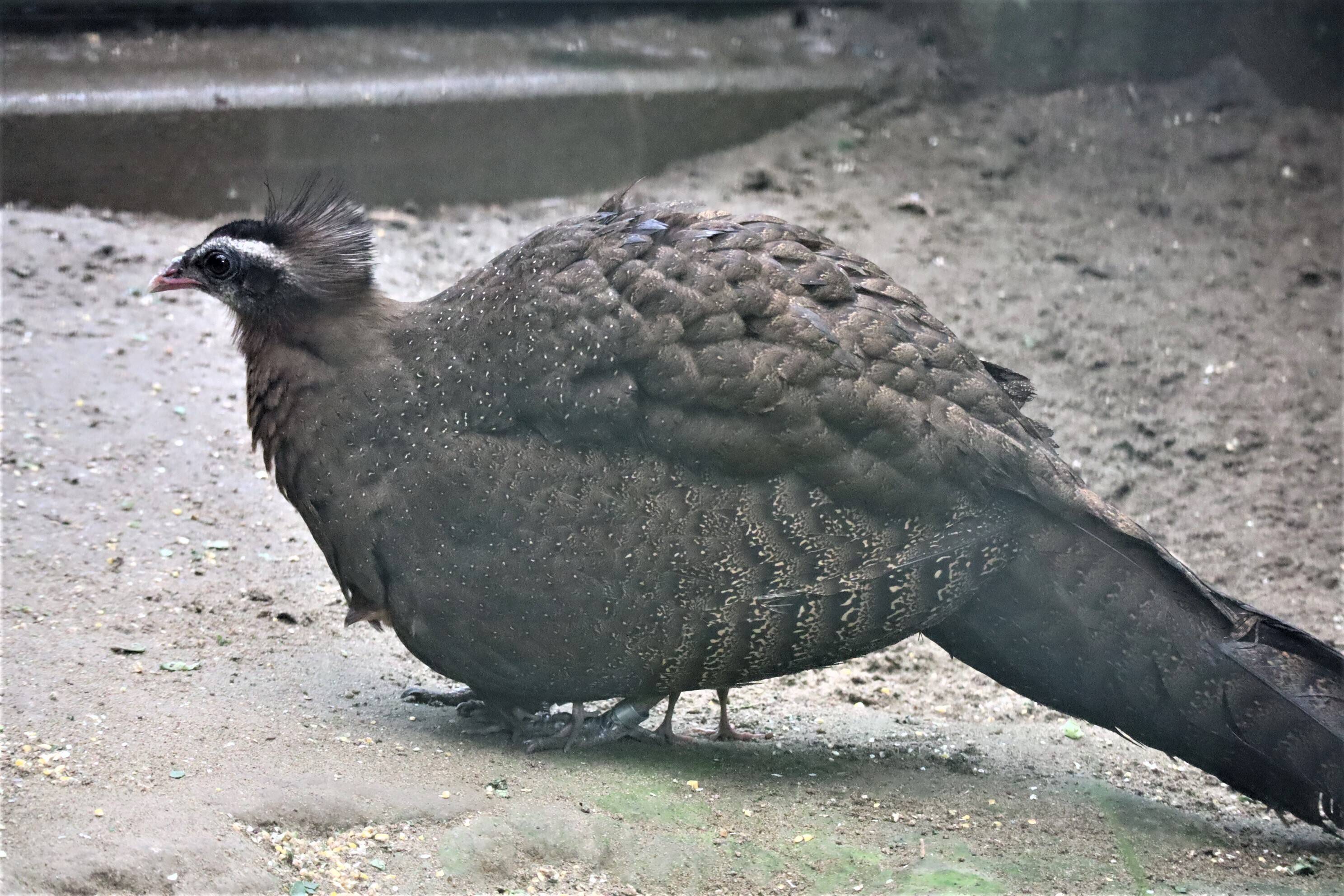 【飼育日誌】20200917：成長記5 (2).jpg