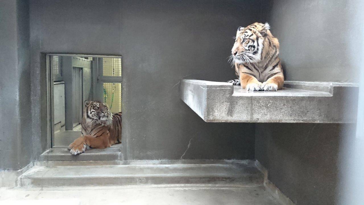 同居中のガンターとカリ。