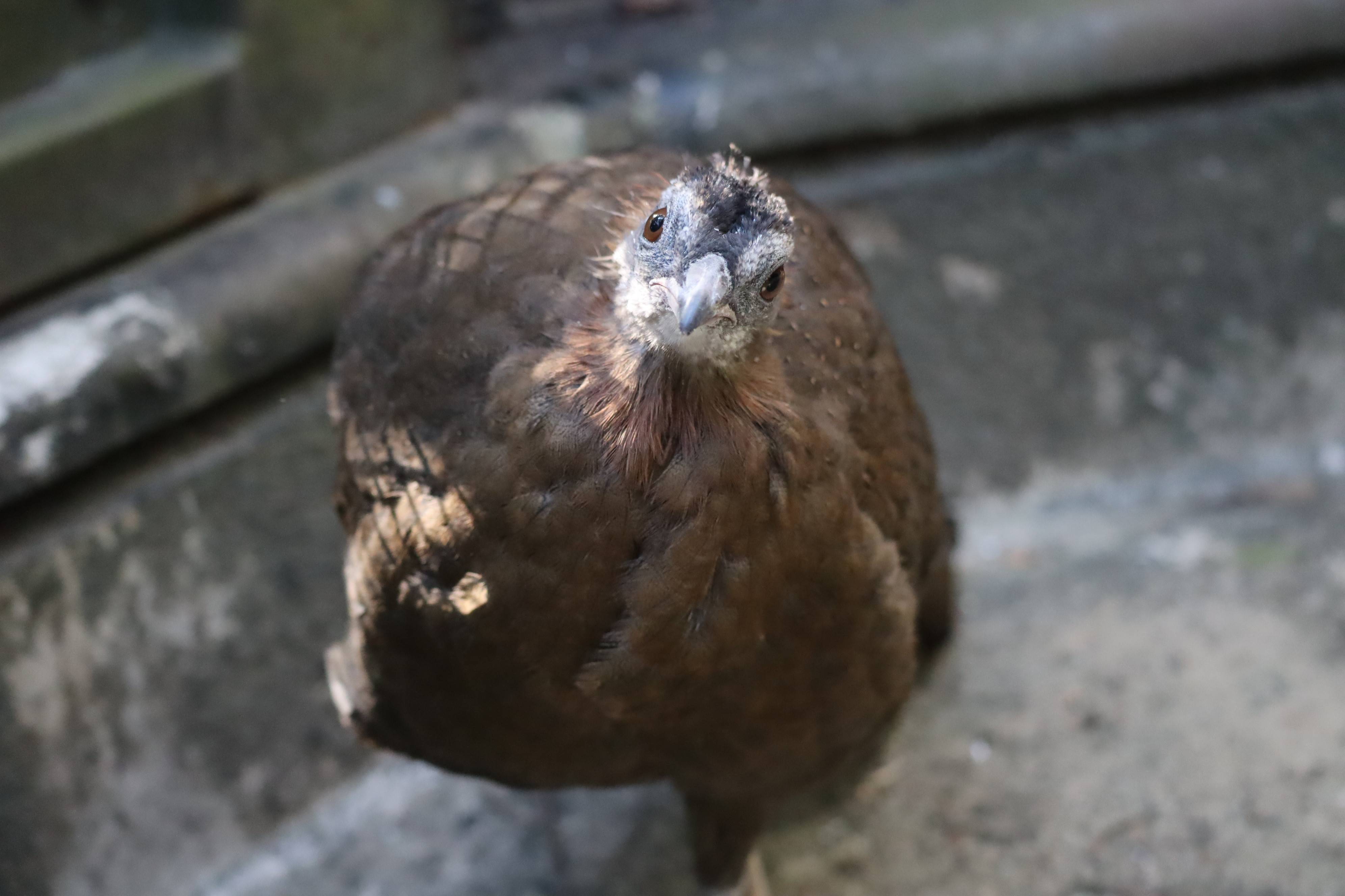 【飼育日誌】20210425:成長記11 (14).jpg