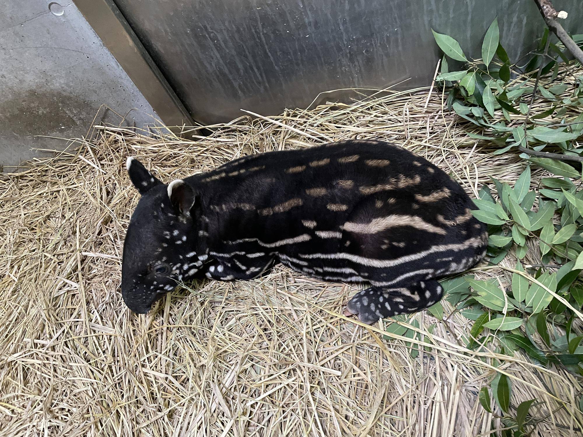 うり坊成長日記 うり坊柄の秘密は 飼育日誌 よこはま動物園ズーラシア公式サイト 公益財団法人 横浜市緑の協会 うり坊成長日記 うり坊柄の秘密は 飼育日誌 よこはま動物園ズーラシア公式サイト 公益財団法人 横浜市緑の協会