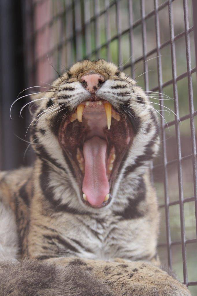 欠伸をするアニル⑧