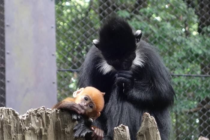 希少 新品タグ付き ズーラシア 動物園 ぬいぐるみ フランソワルトン 希少 新品タグ付き ズーラシア 動物園 ぬいぐるみ フランソワ