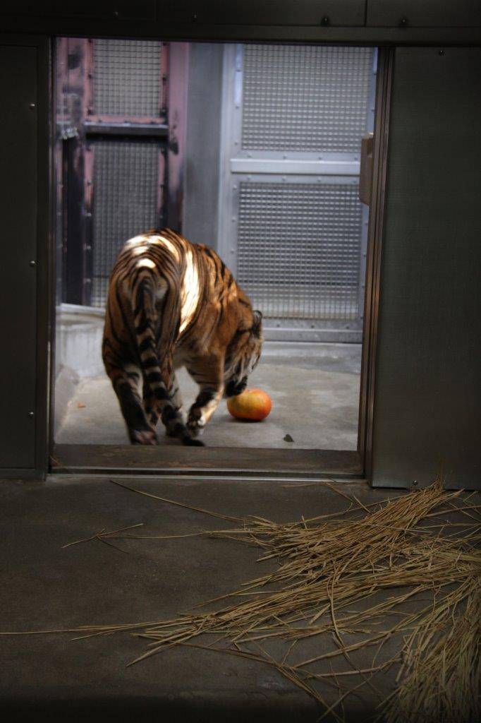 一目散にカボチャに近づくガンター