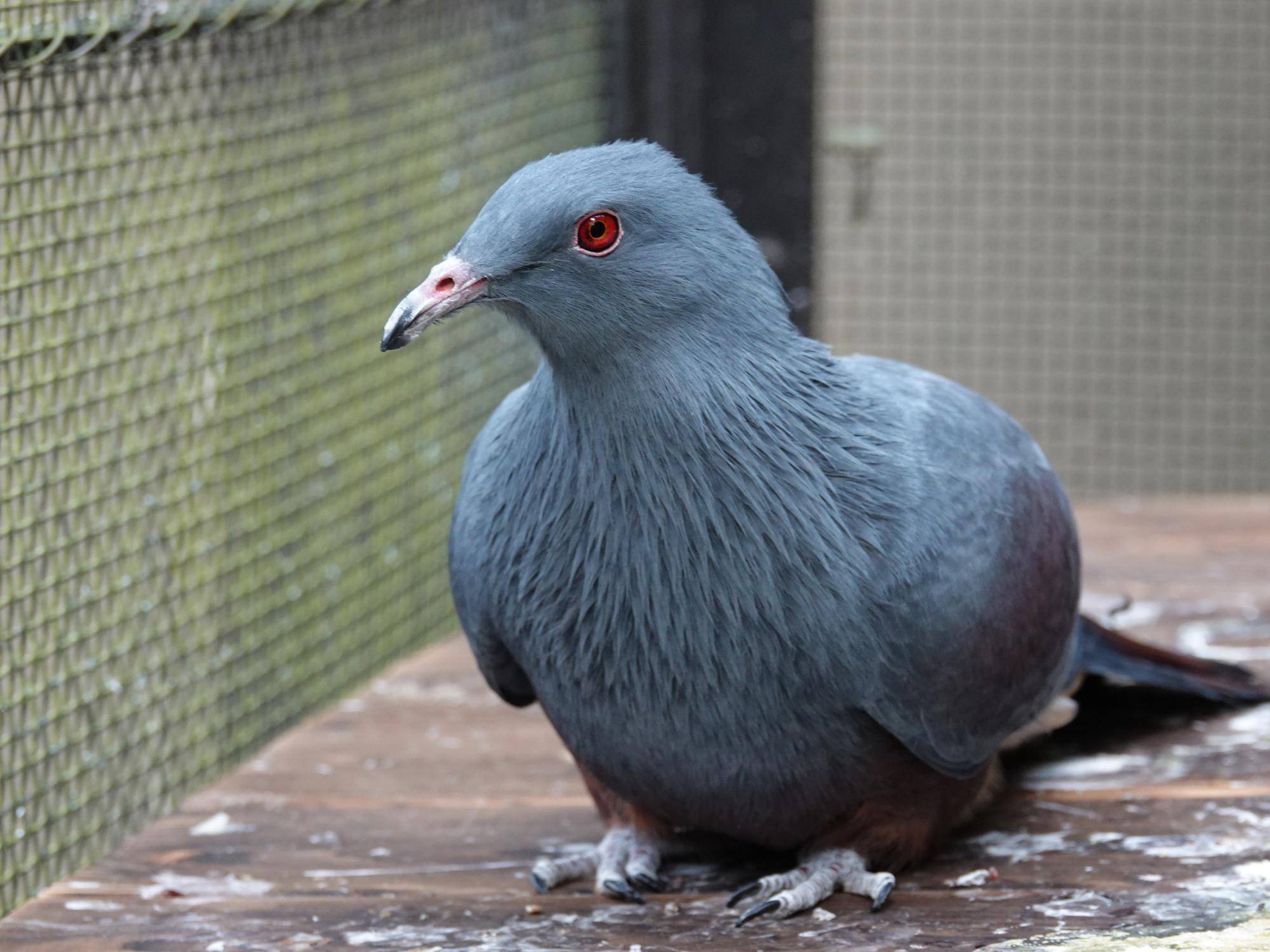 【飼育日誌】20220425:ぴよぴよ通信最終回 (9).jpg