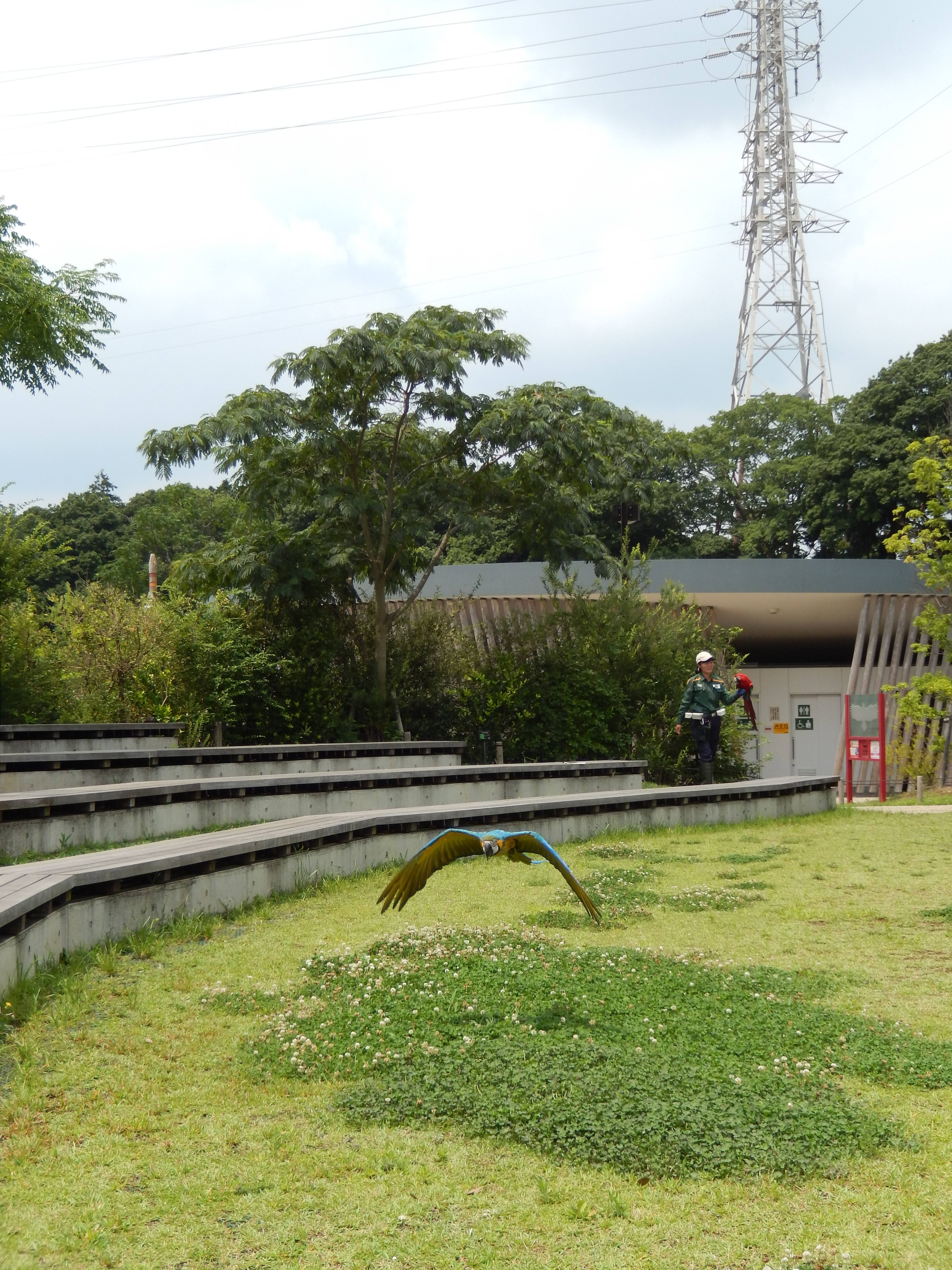 【飼育日誌】170801夜のバードショー (1).jpg