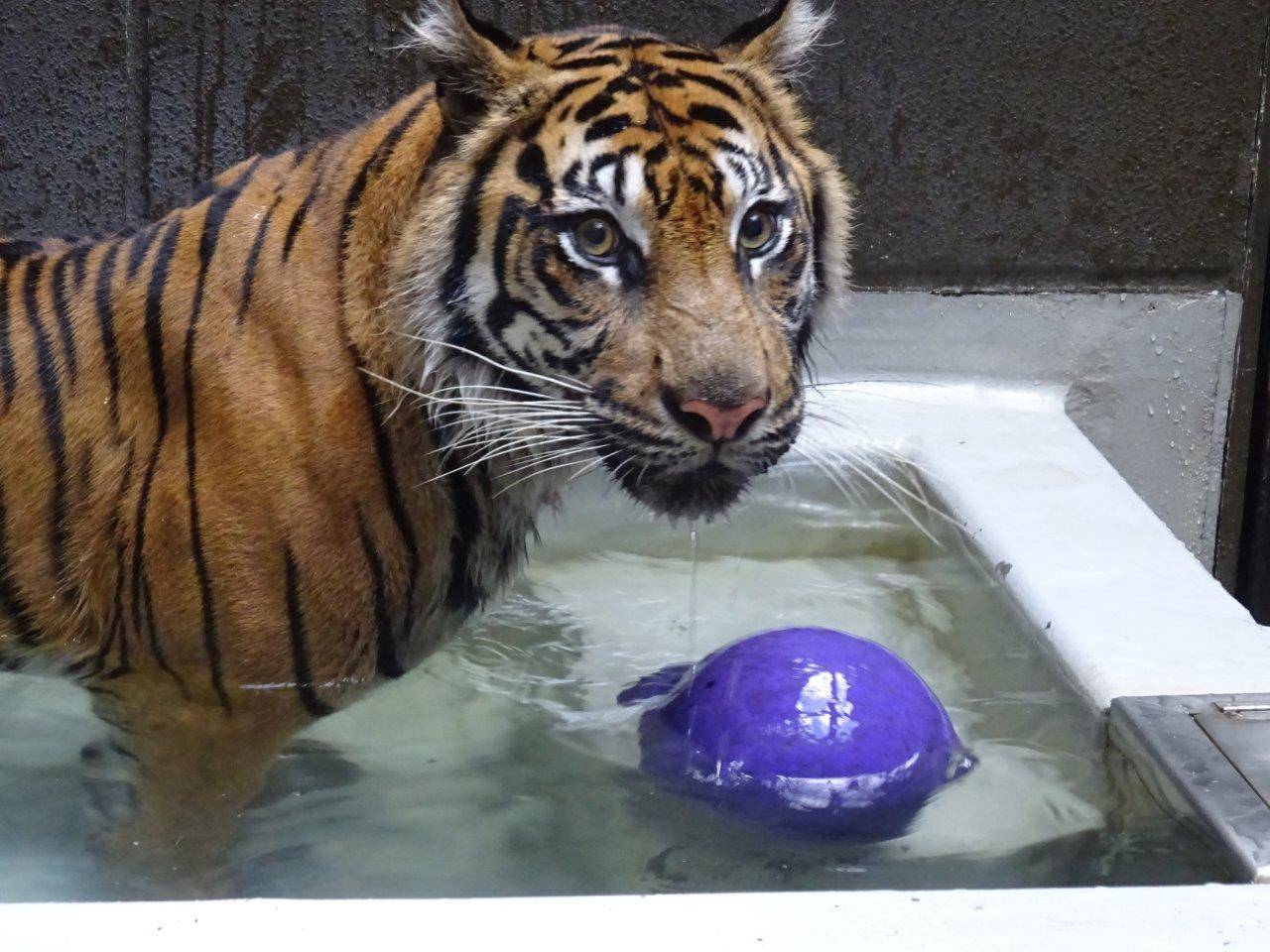 窓から撮影中の担当者を気にするラウト