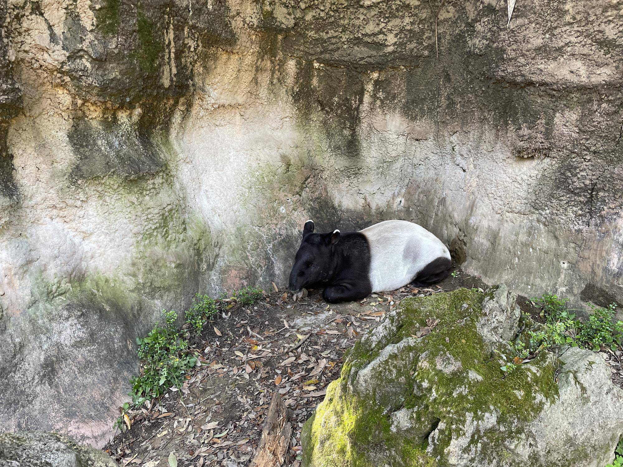 4擬岩.jpg