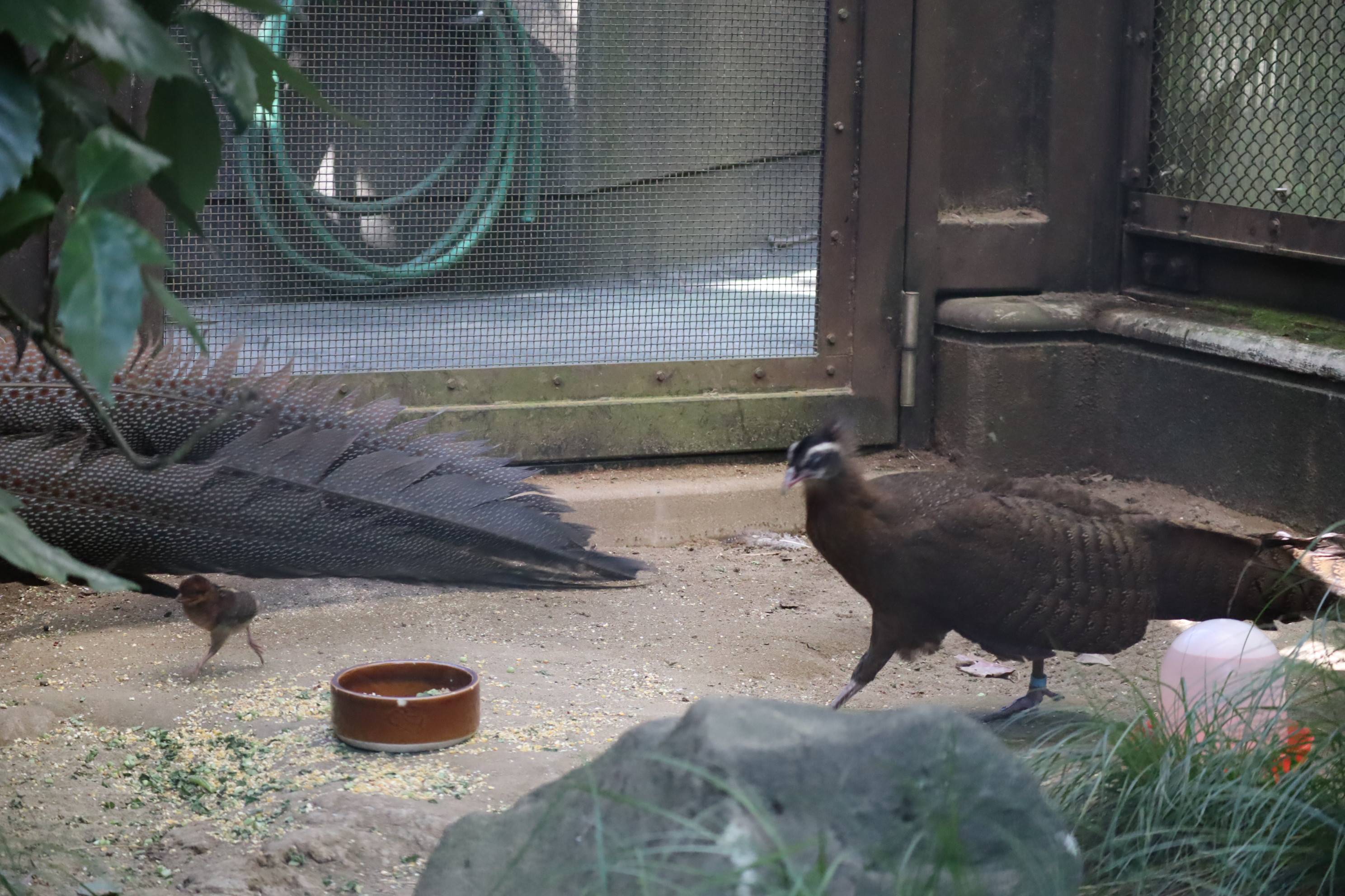 【飼育日誌】20201022：成長記6 (4).jpg