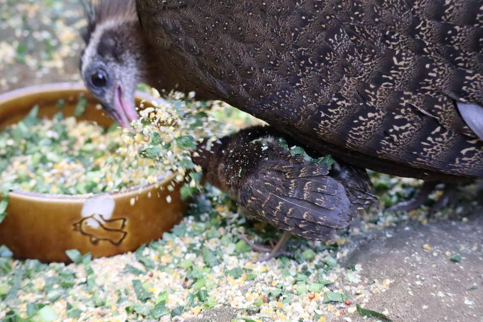 【飼育日誌】20201120:成長記7 (2).jpg