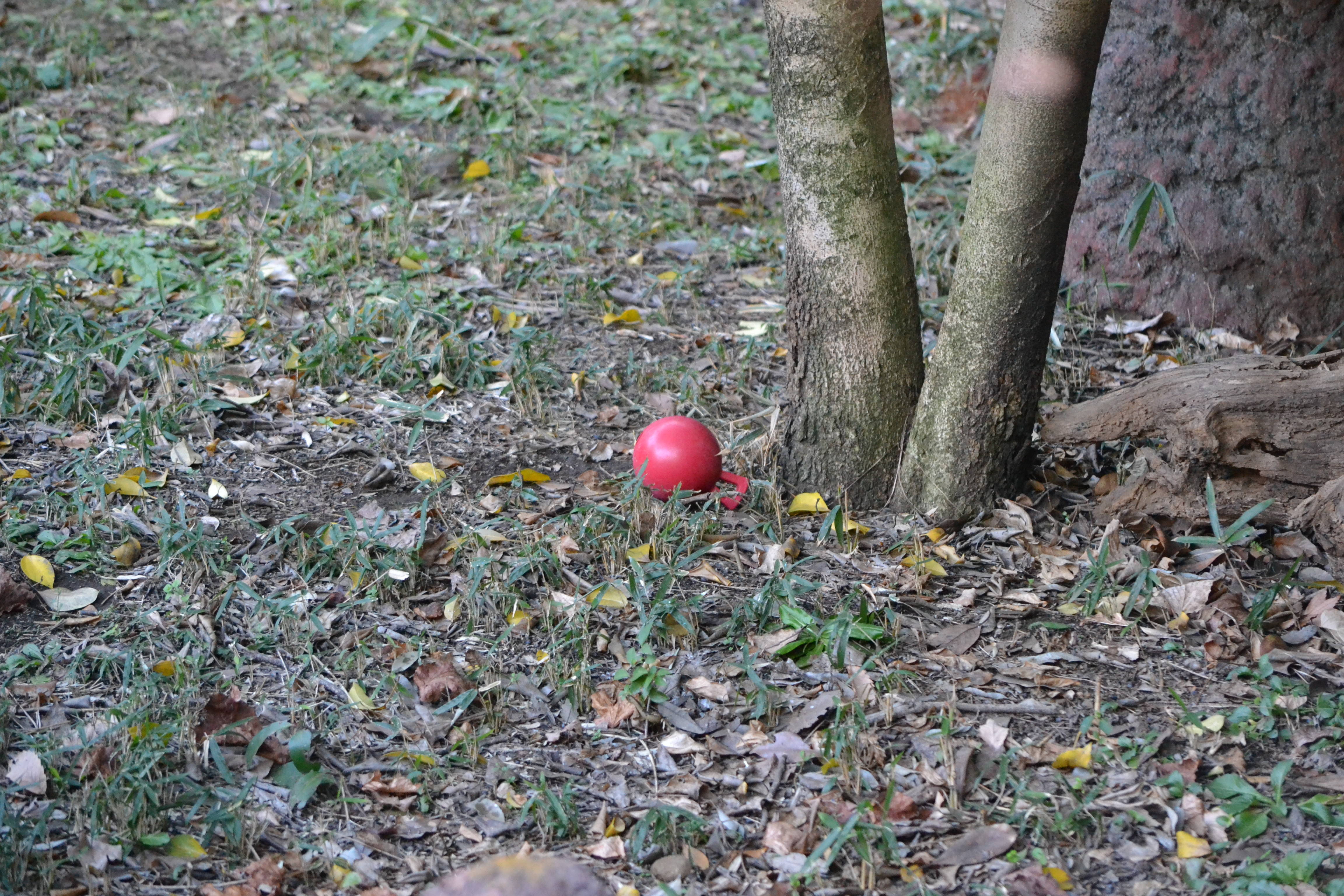 DSC_0683.jpg