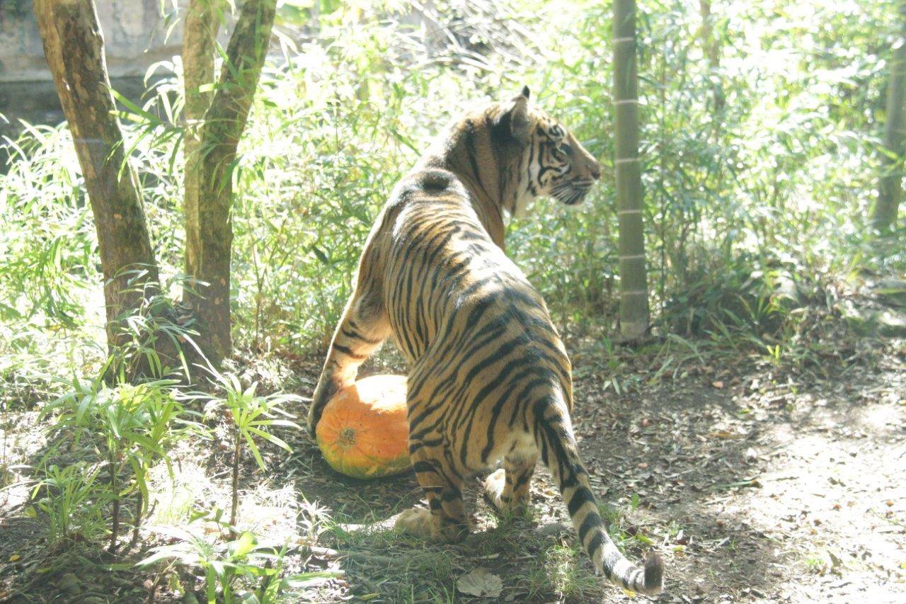 ハロウィン用カボチャに前肢をかけるラウト
