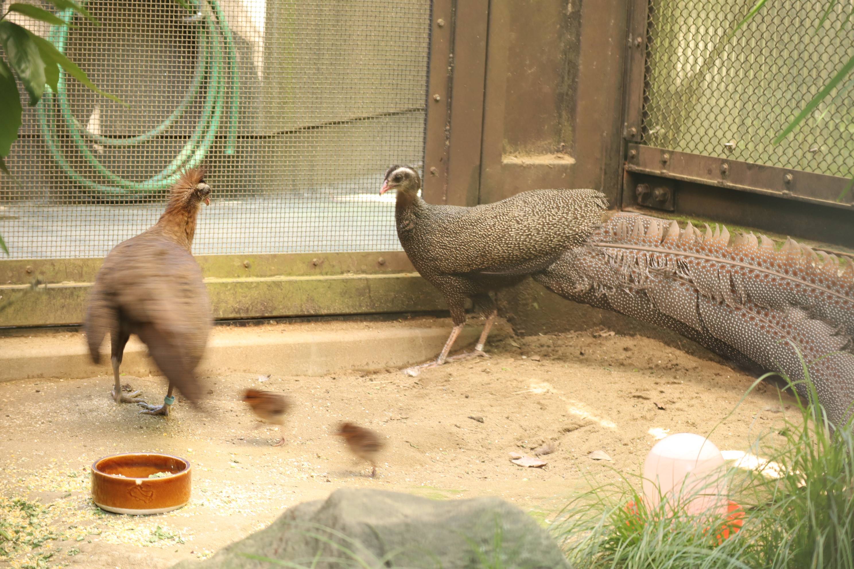 【飼育日誌】20210130：成長記8 (2).jpg