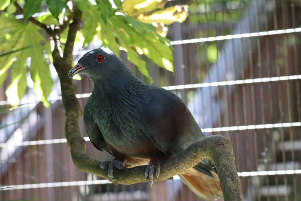 【飼育日誌】20210810：ノトゥの魅力 (13).jpg