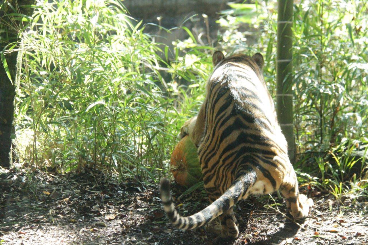 カボチャを手前に戻すムジュ