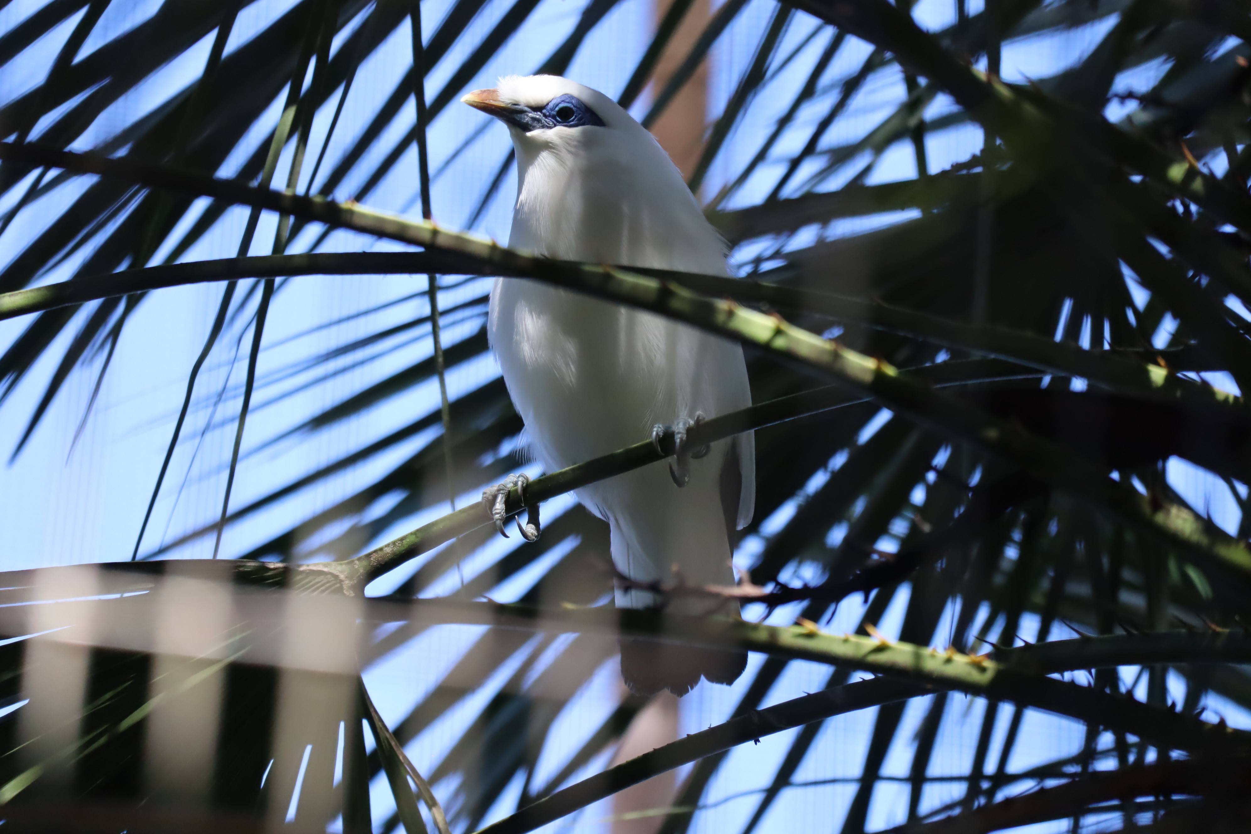 【飼育日誌】20210128:酉年 (10).jpg