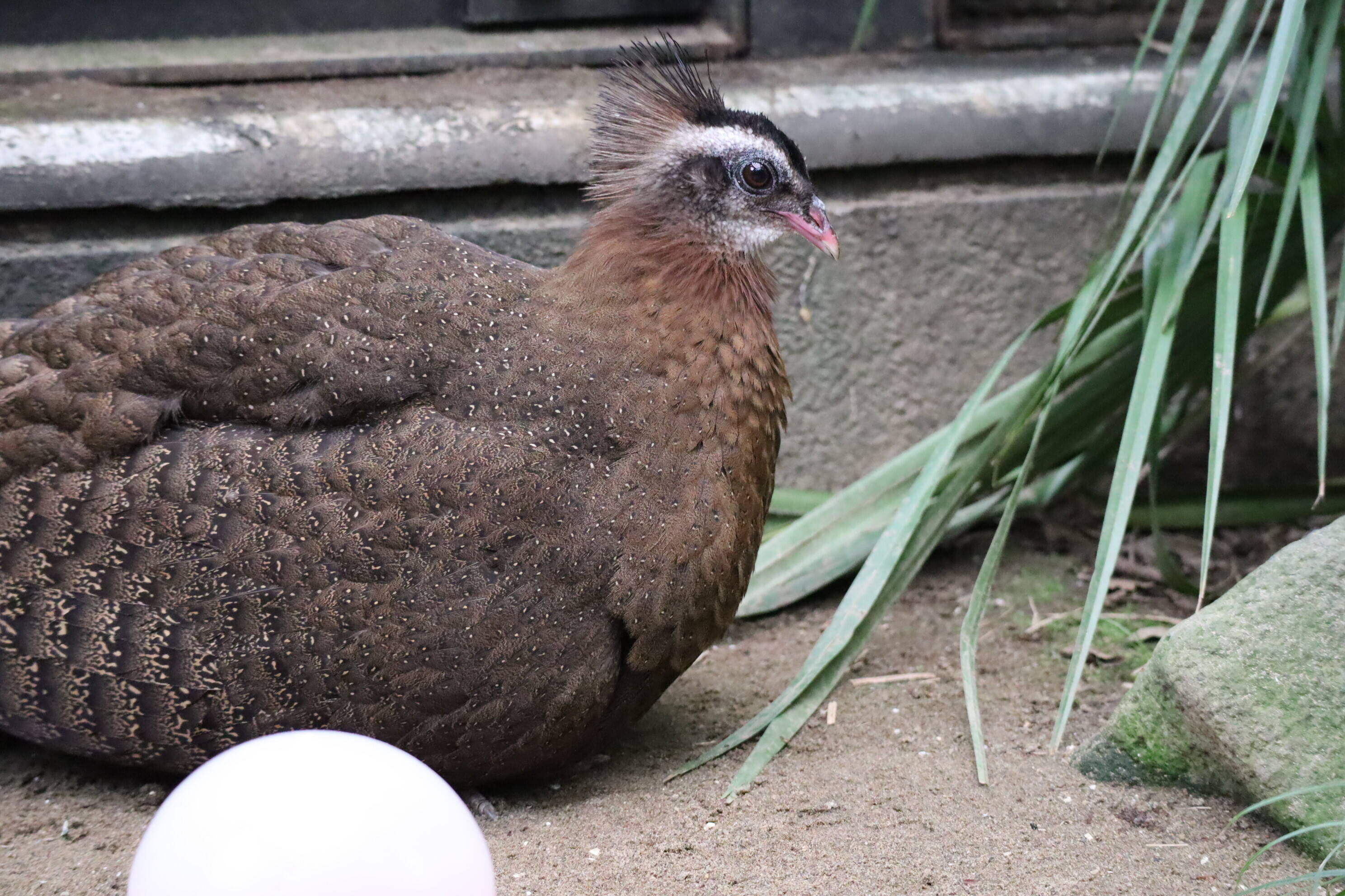 【飼育日誌】20200917：成長記5 (5).jpg