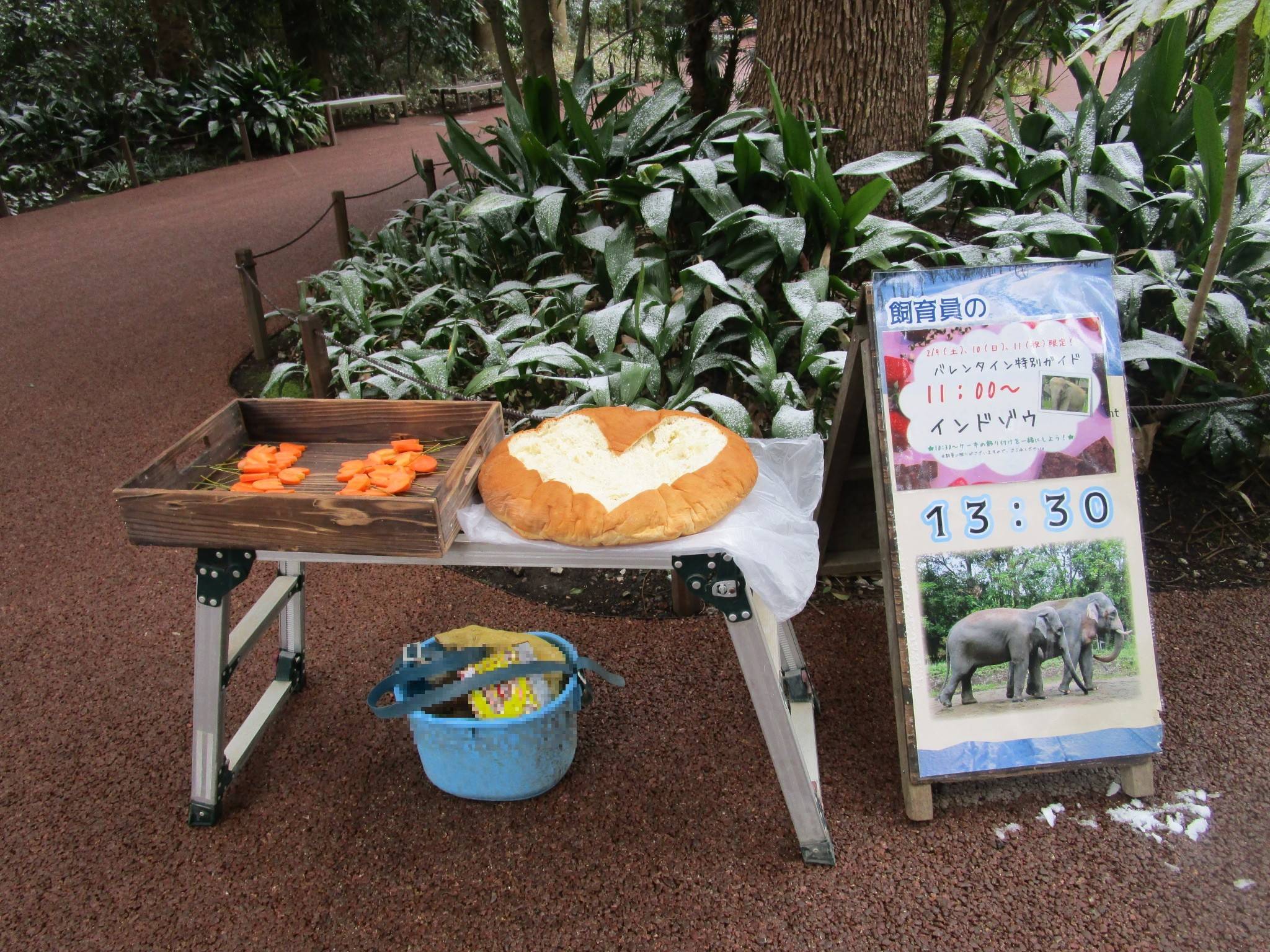 【飼育日誌】20190225：バレンタインデーだぞう！2③.jpg