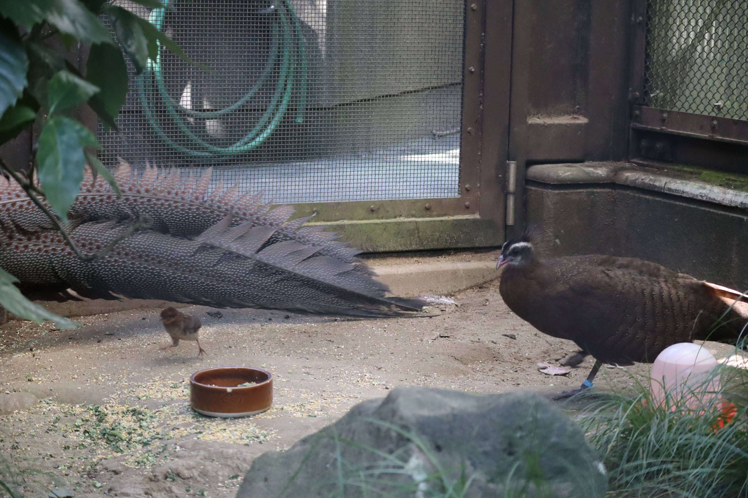 【飼育日誌】20201022：成長記6 (3).jpg