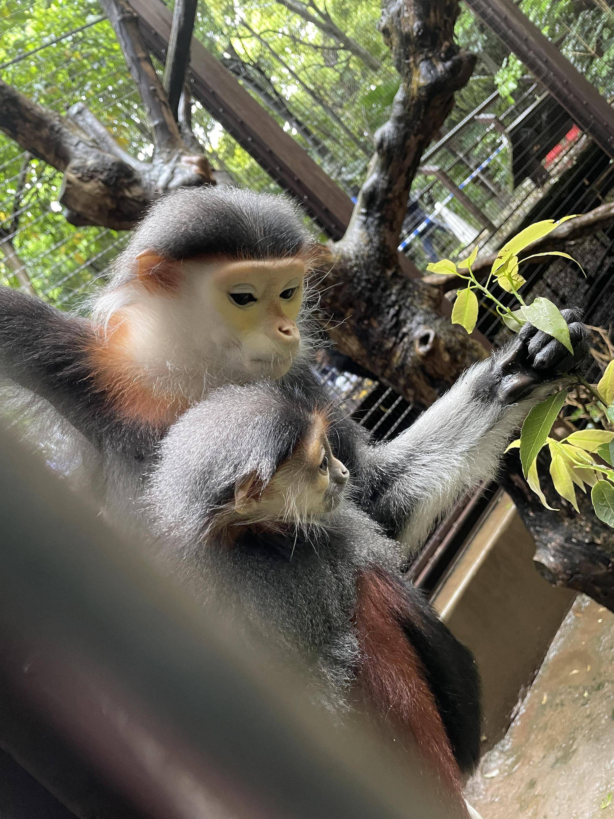 【飼育日誌】20220802：マニプクの思い出 (16).jpg