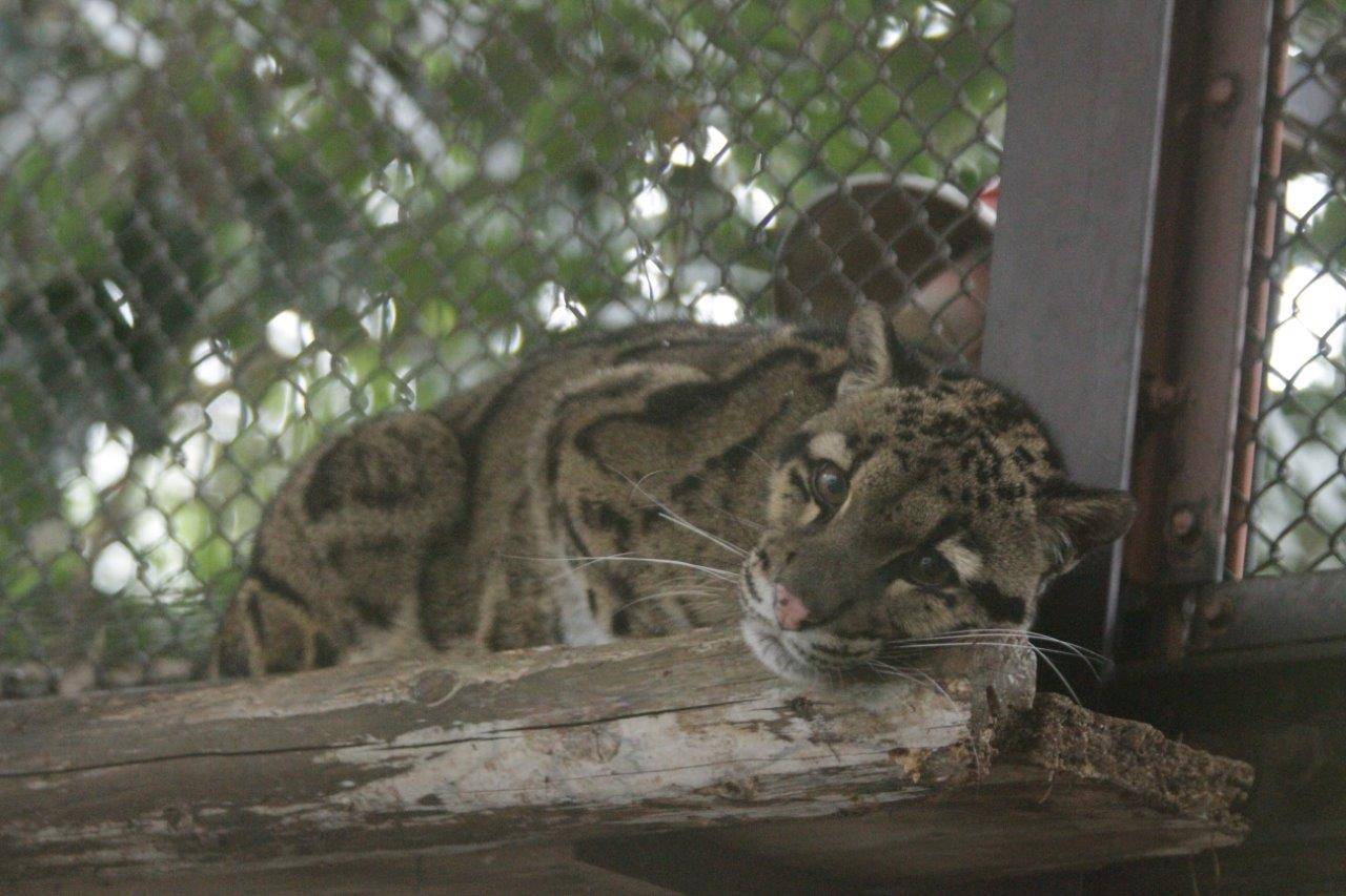 キャットウォーク上で暖房機の前で休むブー