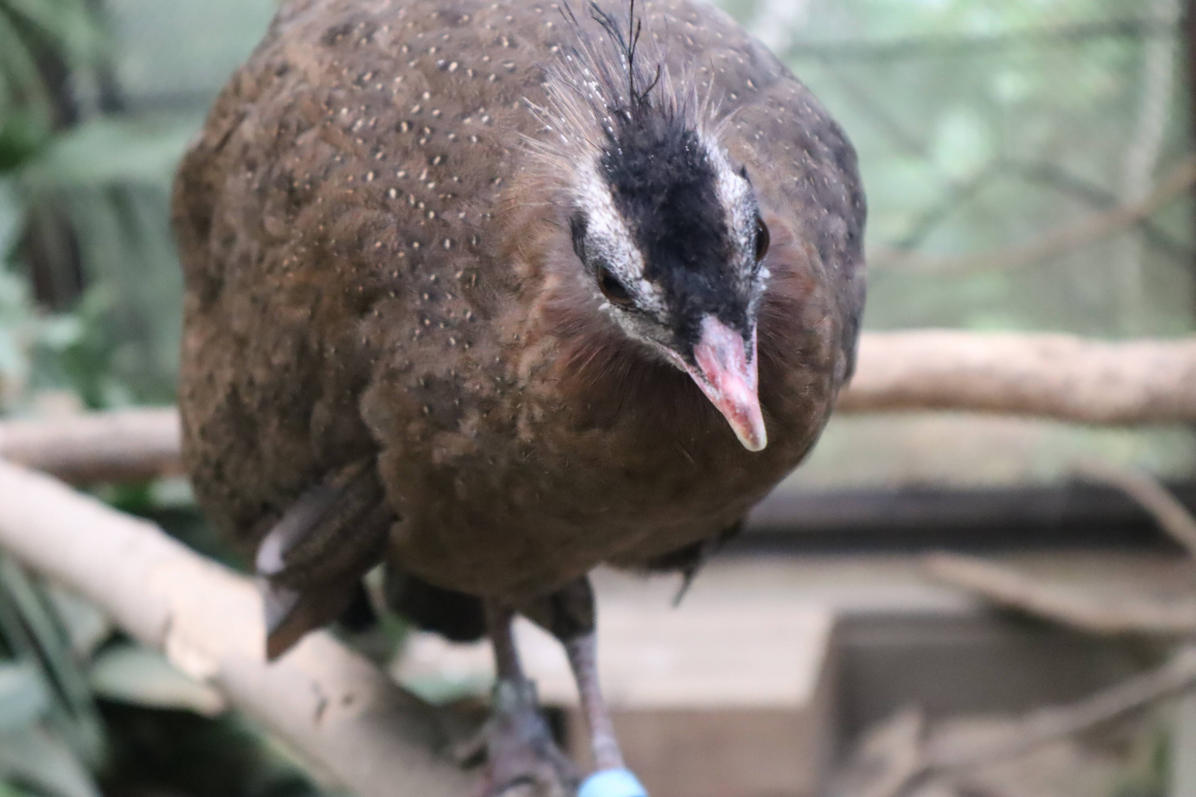 【飼育日誌】20210425:成長記11 (9).jpg