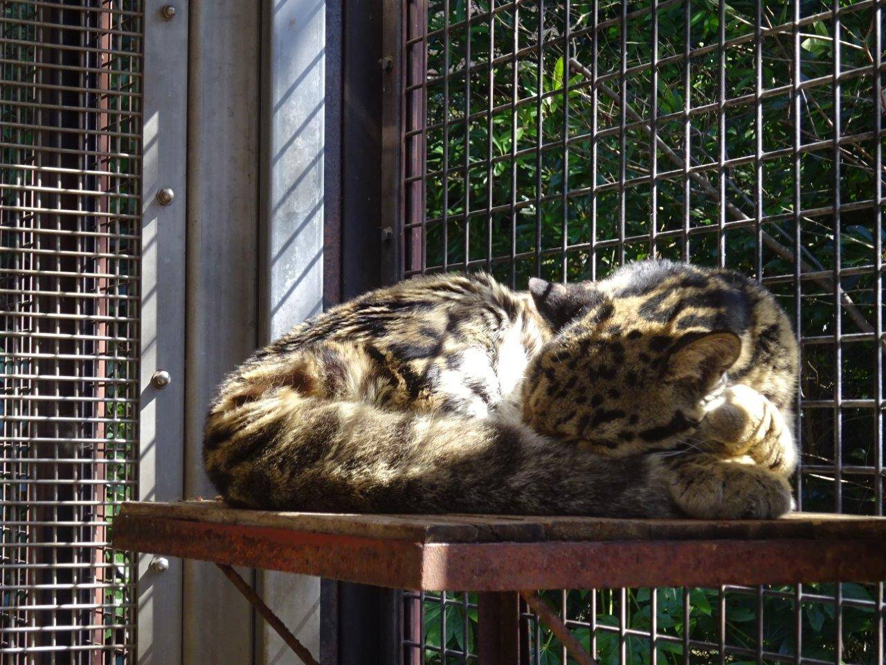 寝台上で丸まって休むアニル