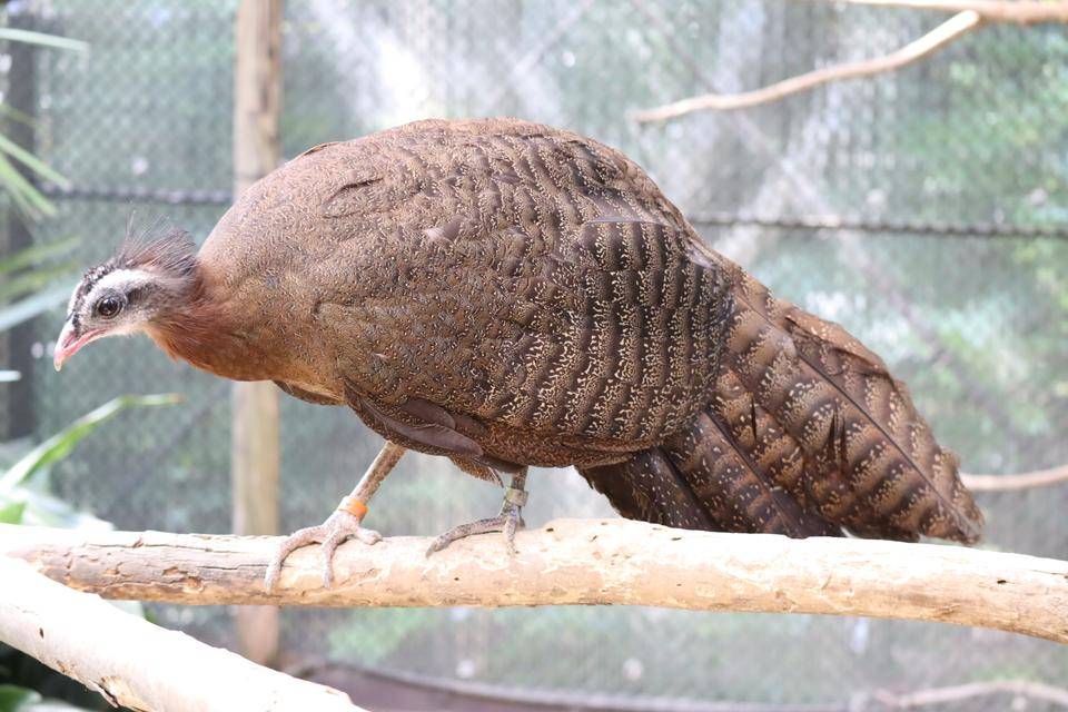 【飼育日誌】20210619:成長記13 (12).jpg