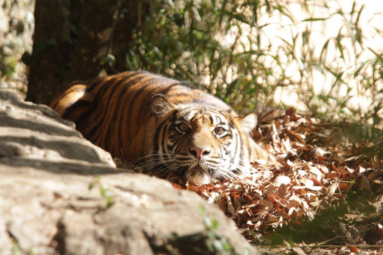 管理用通路の担当者を見つめるムジュ