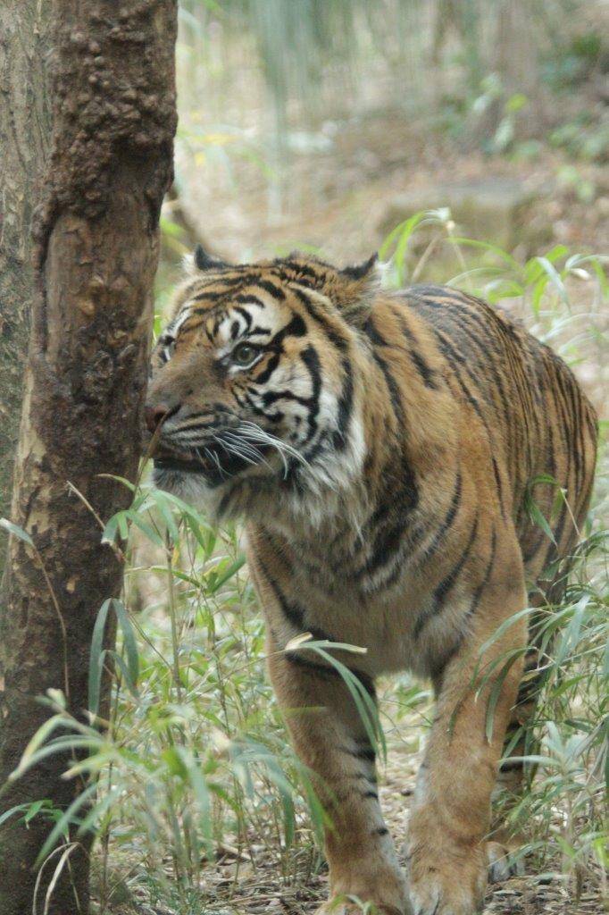 展示場内の木の匂いを嗅ぐガンター