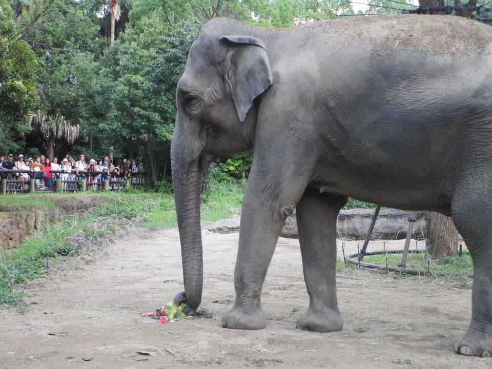 【飼育日誌】20180818：夏だぞう ⑧.jpg