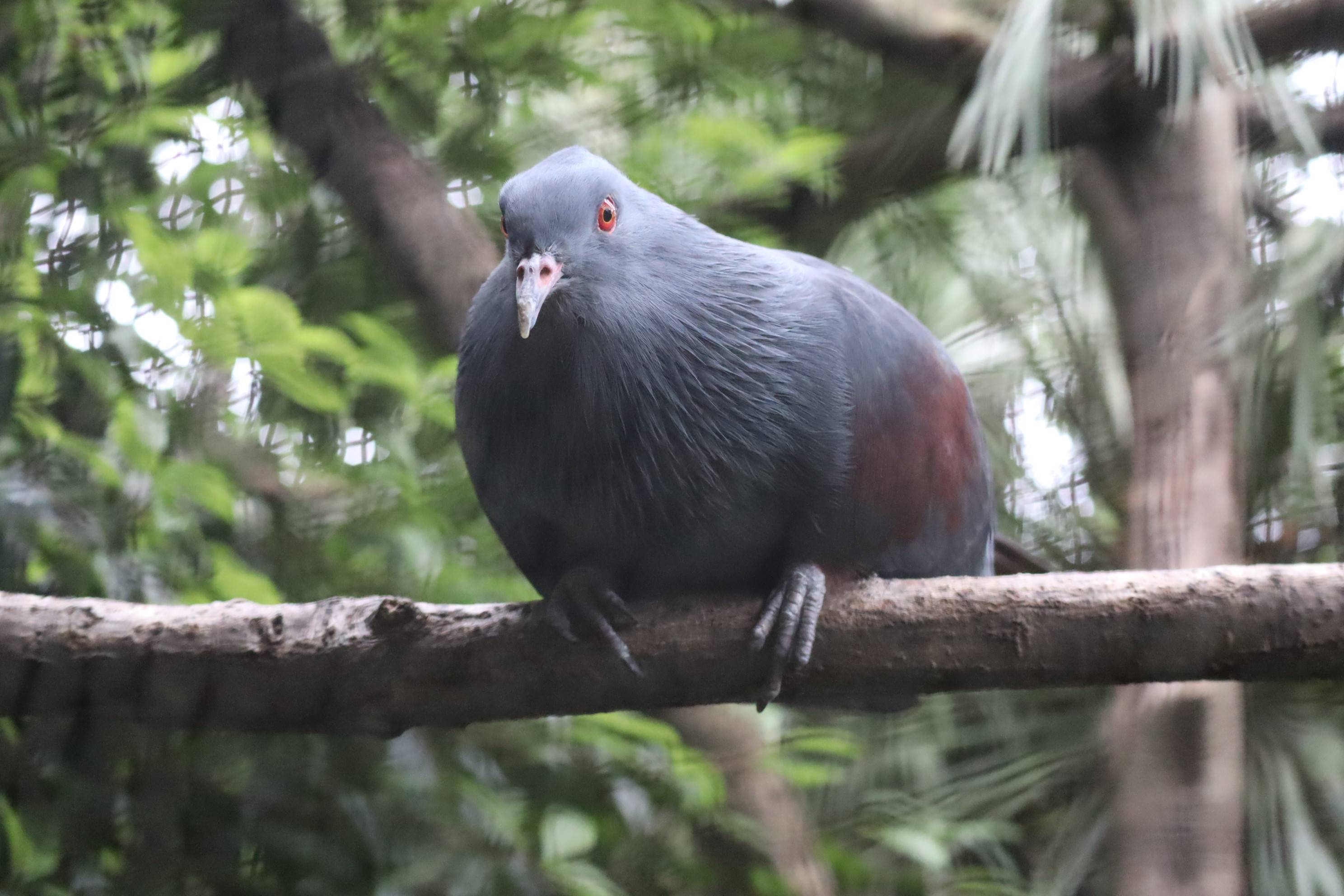 【飼育日誌】20210128:酉年 (9).jpg