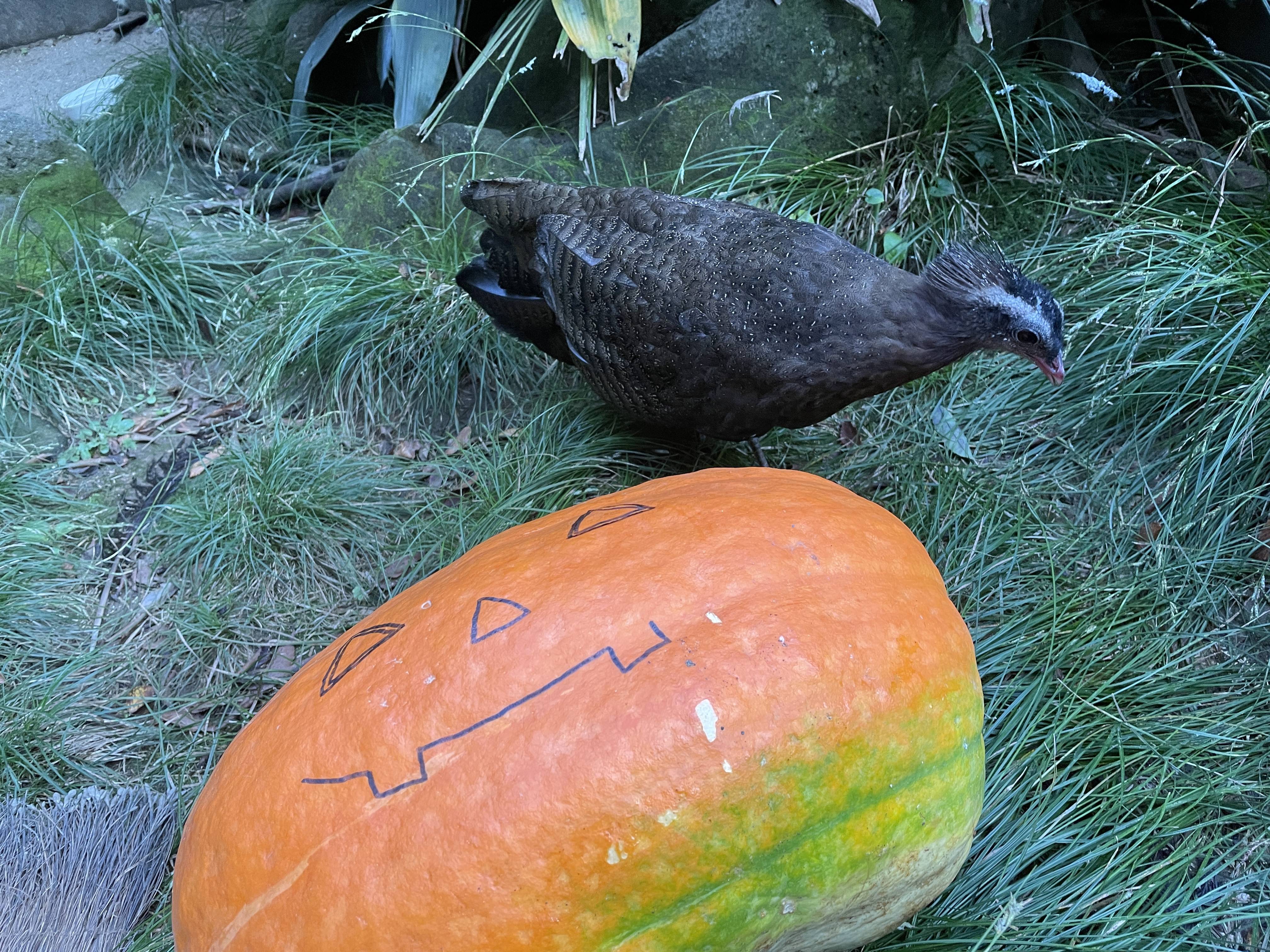 【飼育日誌】20211112:セイランハロウィン (7).jpg