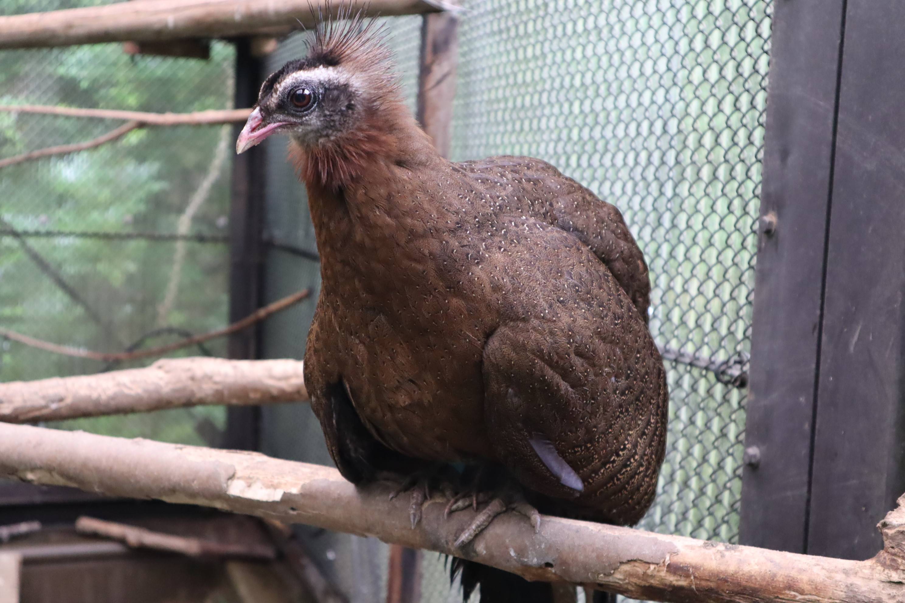 【飼育日誌】20210317：成長記9 (4).jpg