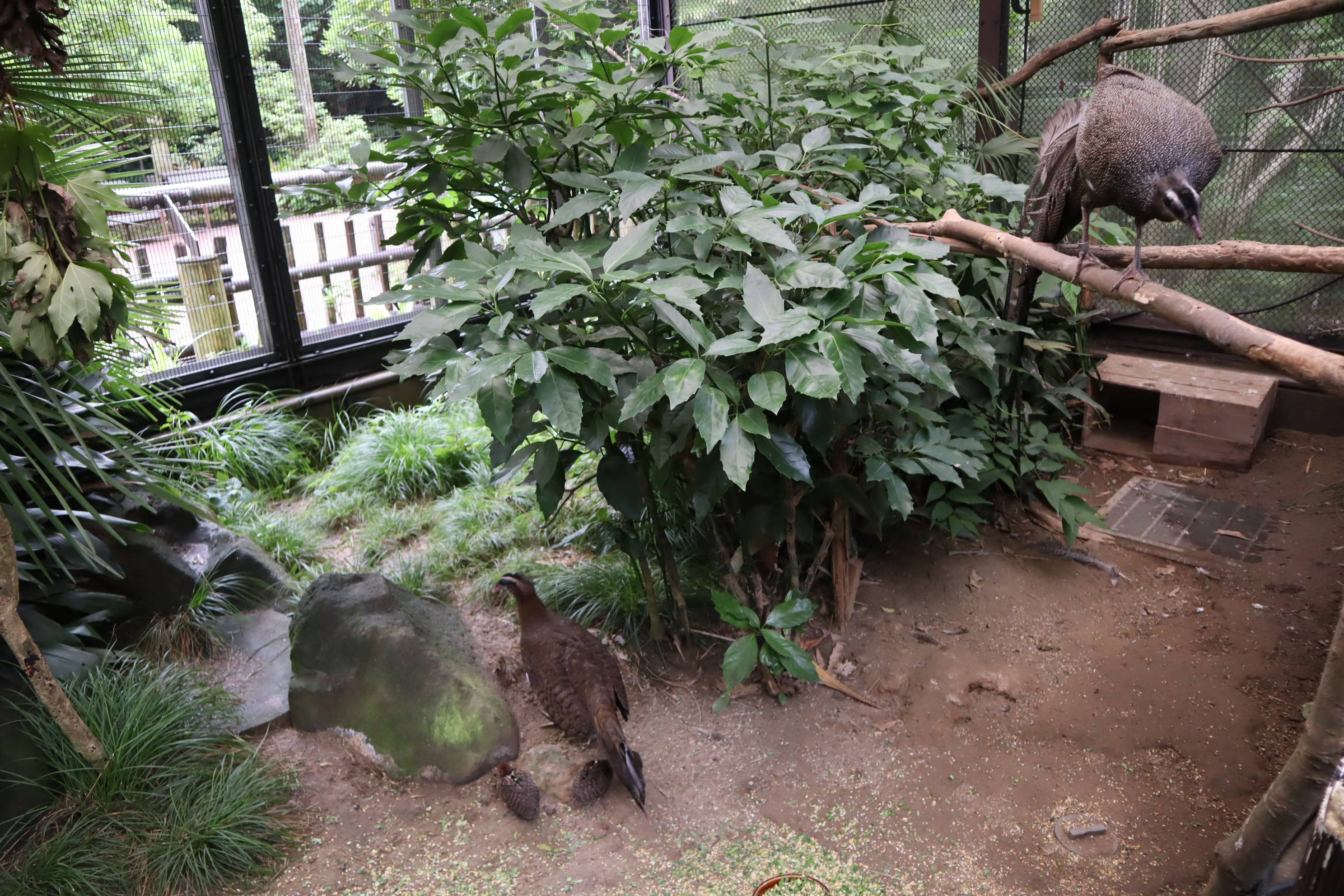 【飼育日誌】20210130：成長記8 (14).jpg