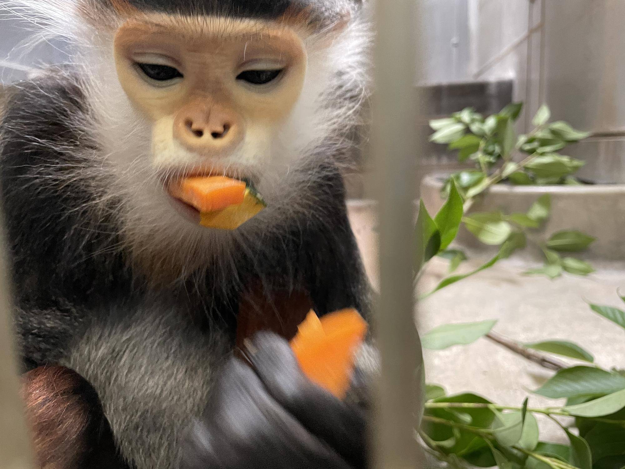 【飼育日誌】20220802：マニプクの思い出 (7).jpg