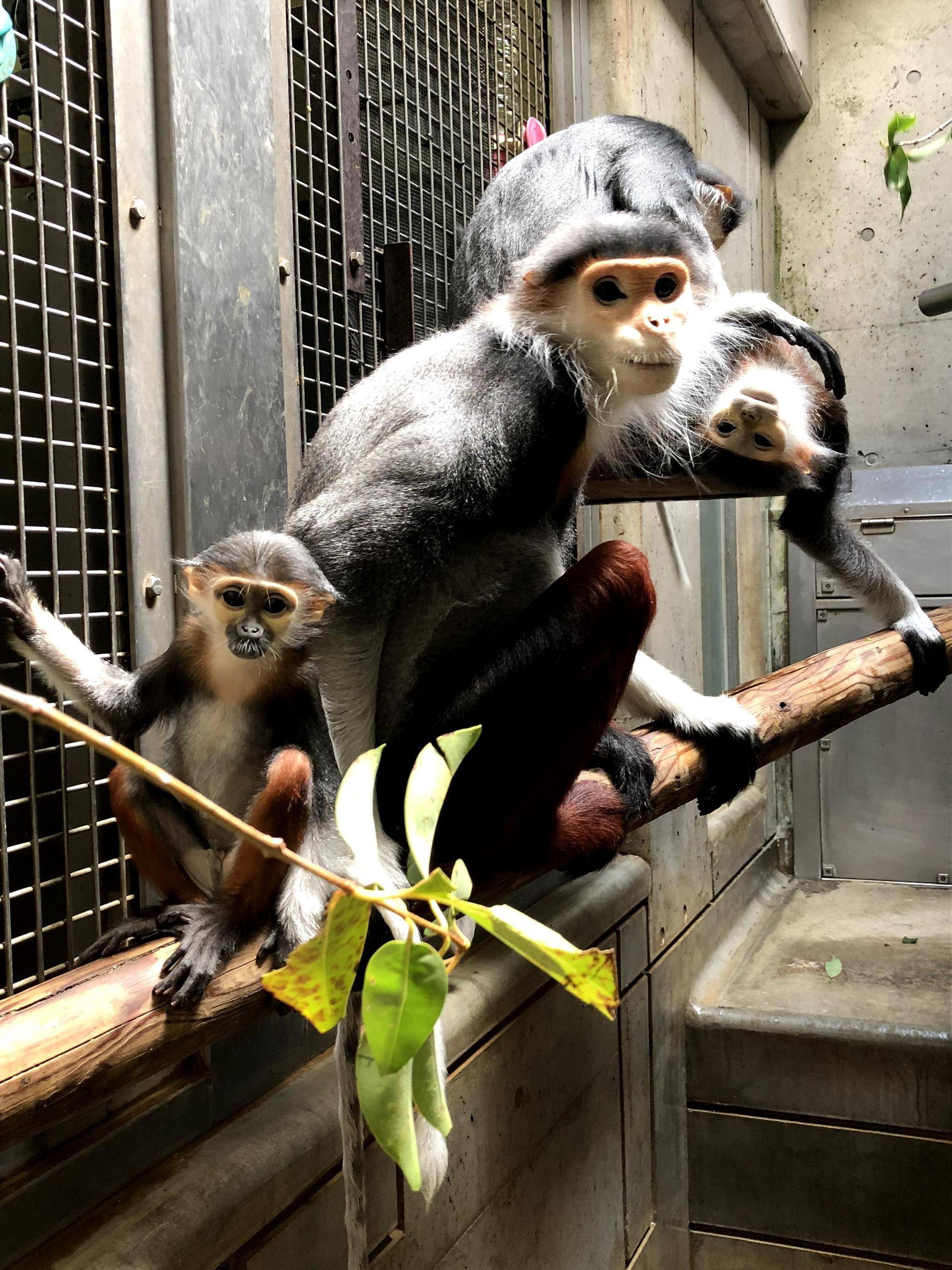 【飼育日誌】20220802：マニプクの思い出 (13).jpg