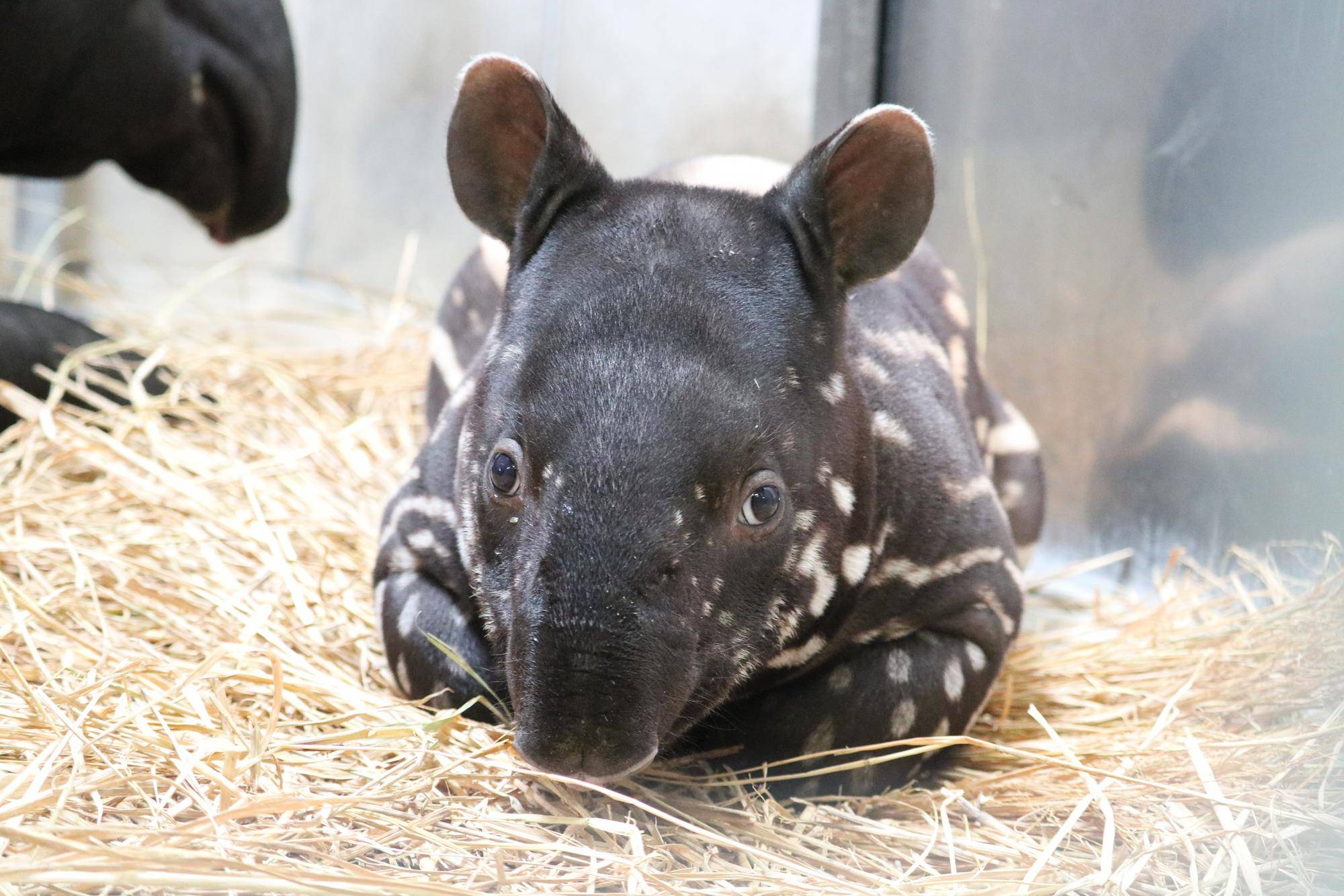 うり坊成長日記 愛称決定 飼育日誌 よこはま動物園ズーラシア公式サイト 公益財団法人 横浜市緑の協会