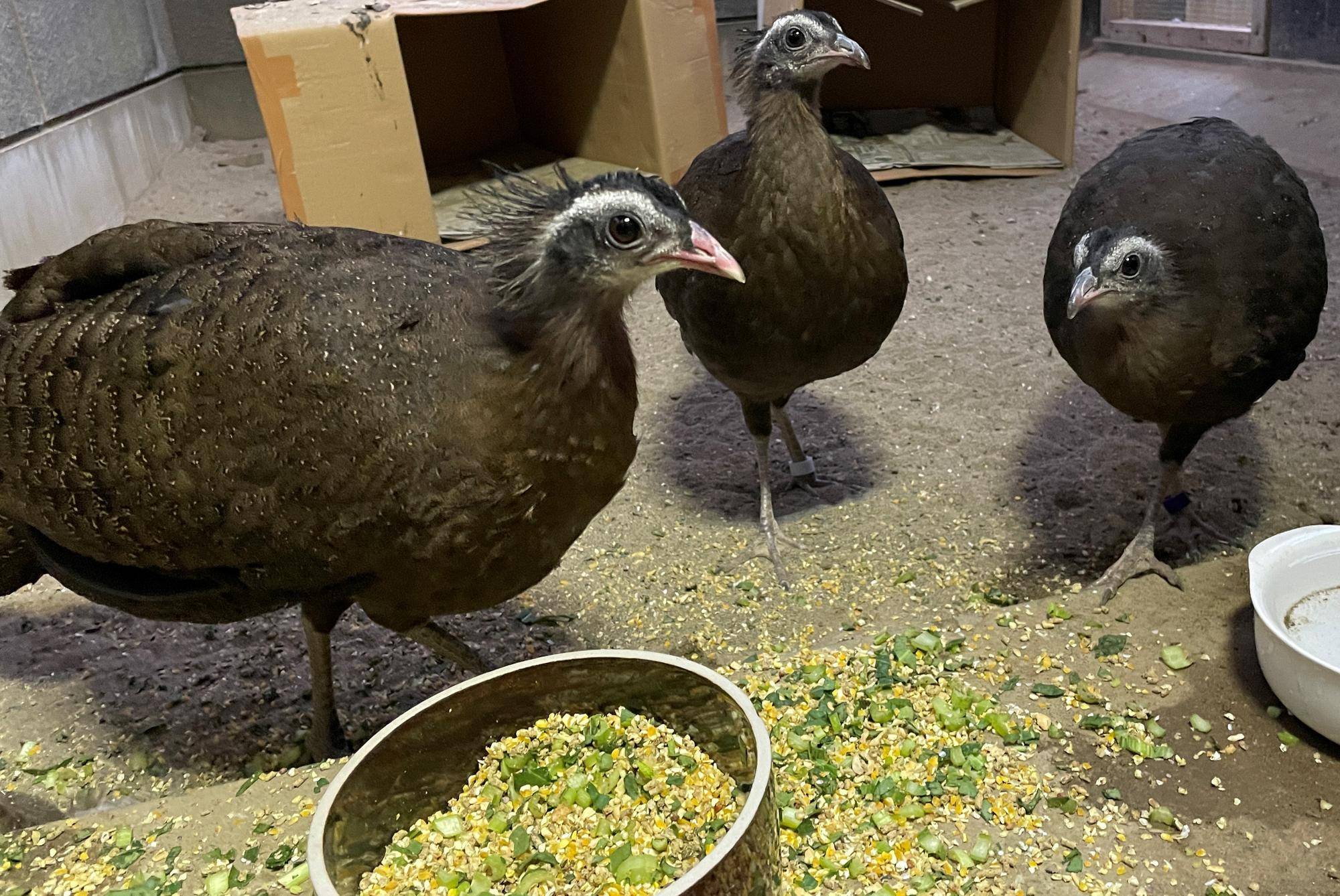 【飼育日誌】20220425:ぴよぴよ通信最終回 (10).jpg