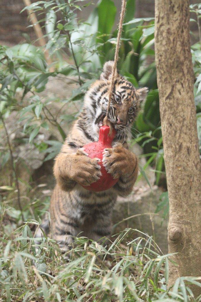 ウンピョウの展示場で遊具で遊ぶムジュ